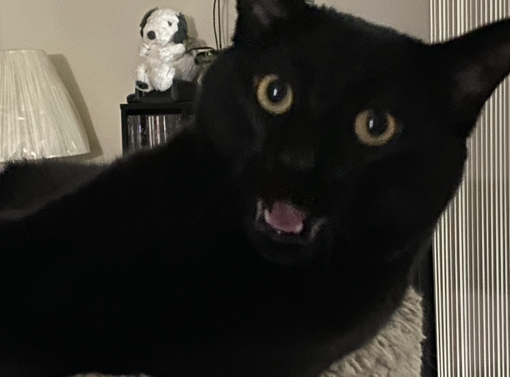 Animal Communication, Grief, and Galactic Wisdom: What My Cat Fox Mulder Has Taught Me