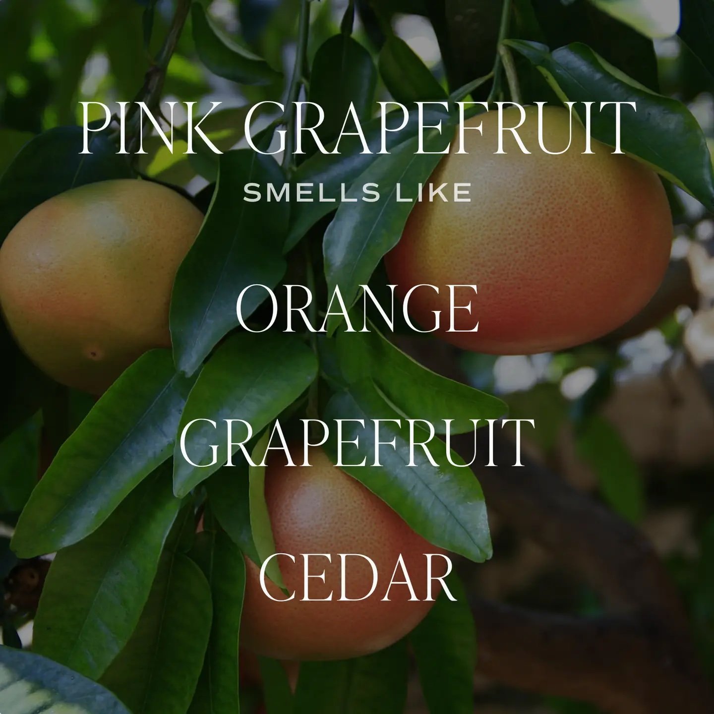 Pink Grapefruit 12 oz Candle 4.jpeg