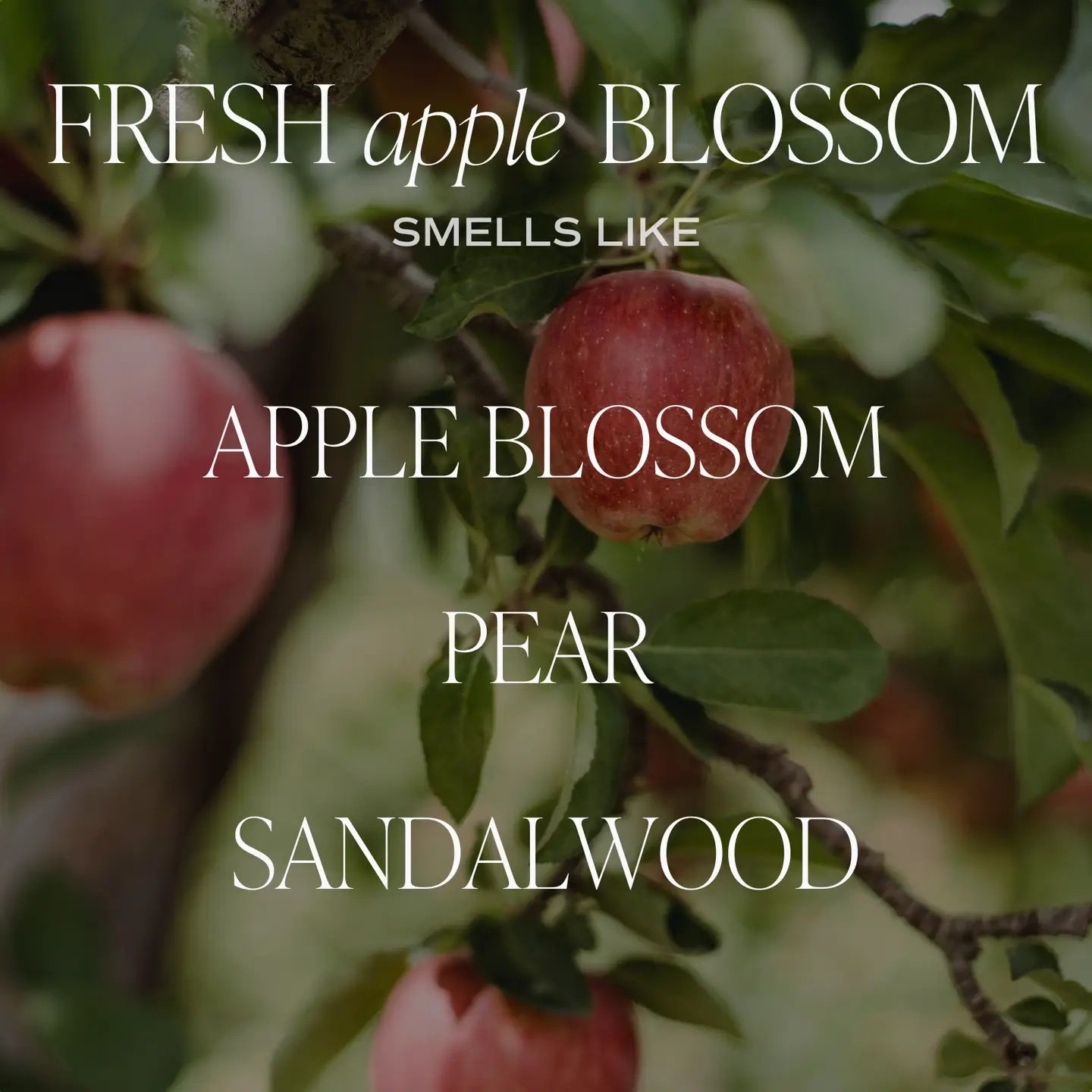 Fresh Apple Blossom 11 oz Soy Candle 4.jpeg
