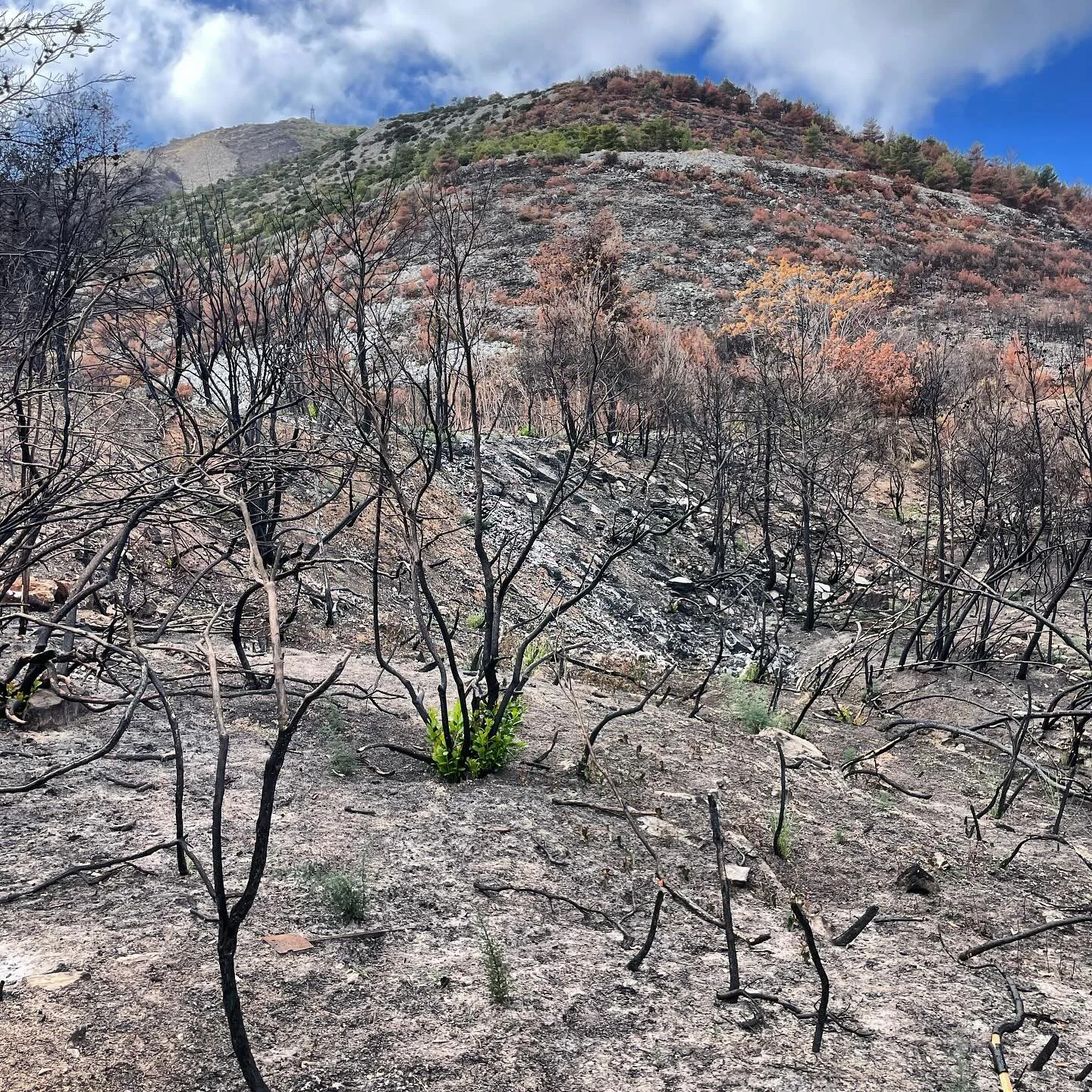 Is this what we want for our future?
#nature #forest #revive #climate #relief #fire #team