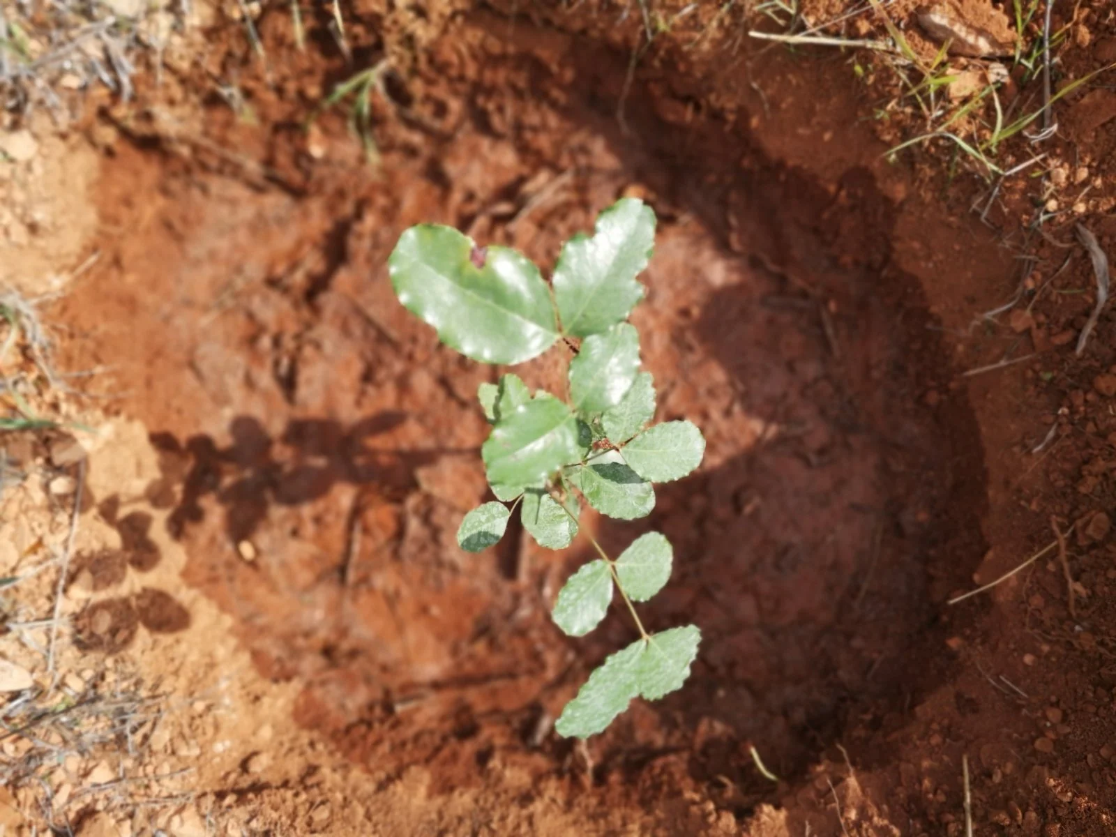 It’s beginning to look a lot like Christmas…