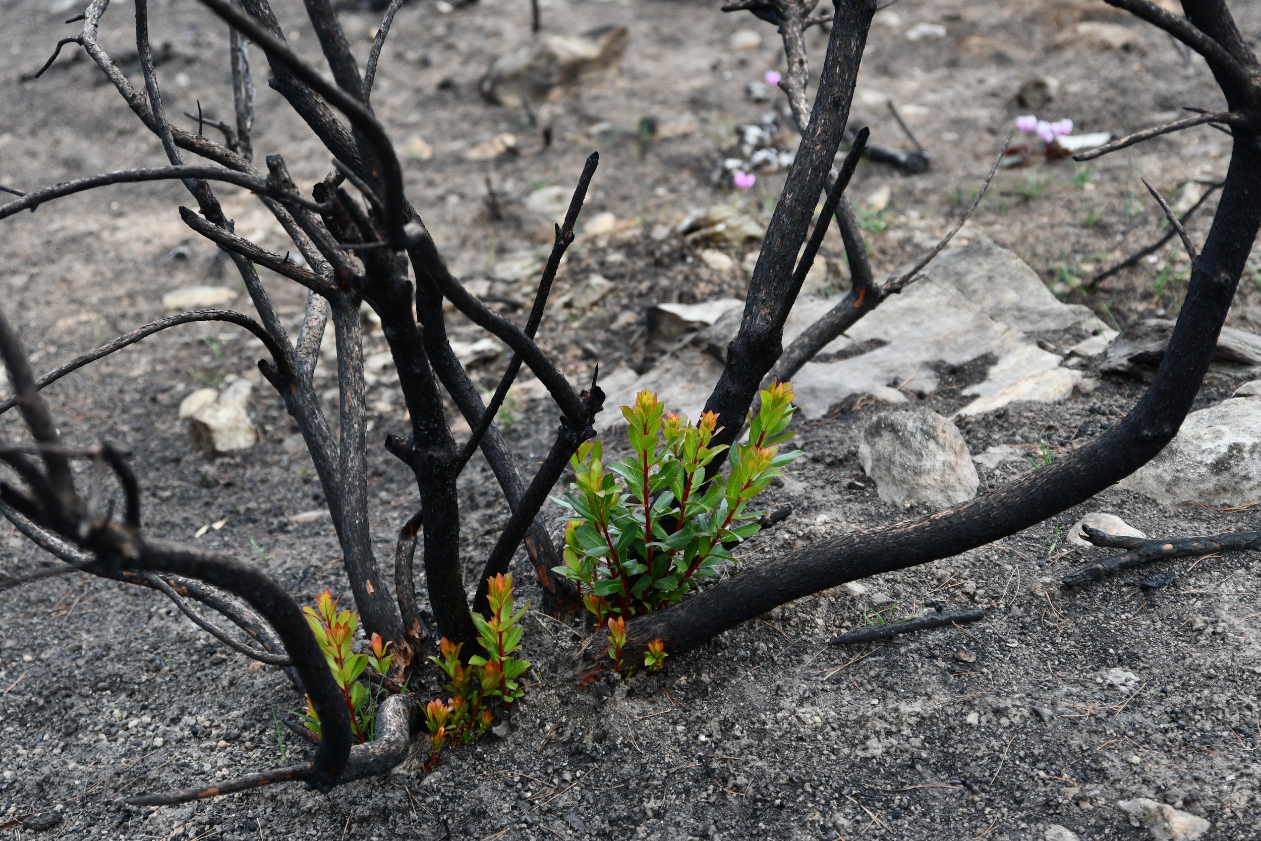 Winter is here, time to plant some trees