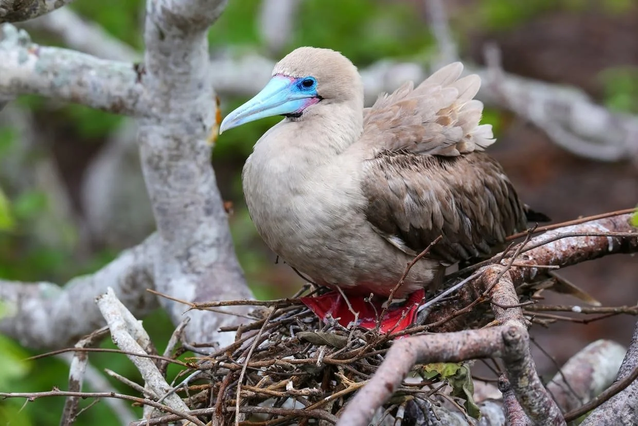 glfb-galapagos_isla_genovesa_red.jpg
