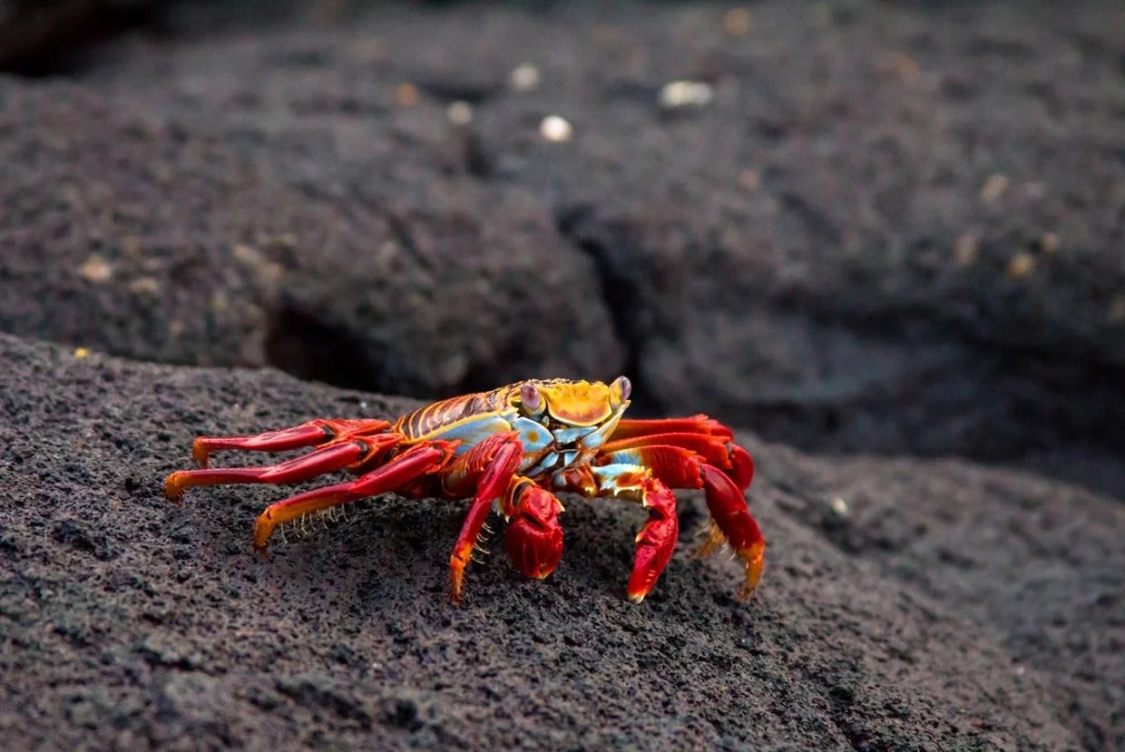 glfb-galapagos_crab-rocks-runnin.jpg