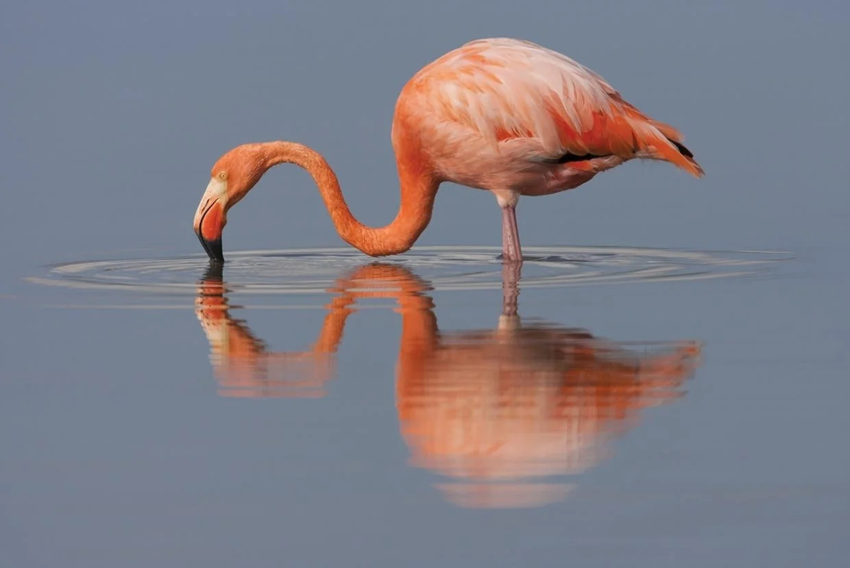 glfb-galapagos_flamingo-reflecti.jpg
