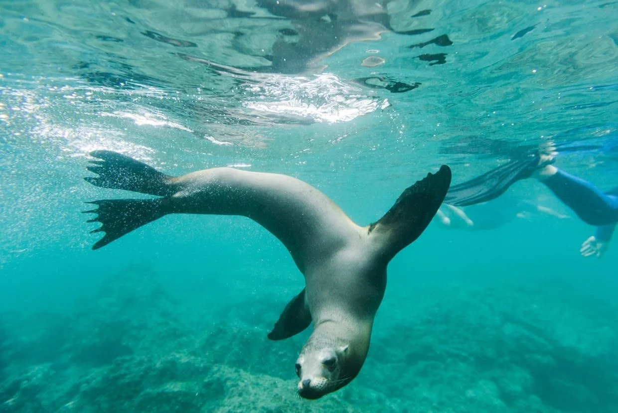 glfb-Ecuador-Galapagos_Islands.jpg