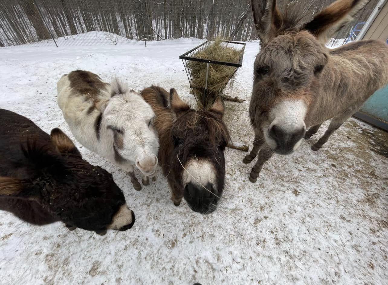 donkeys.jpg
