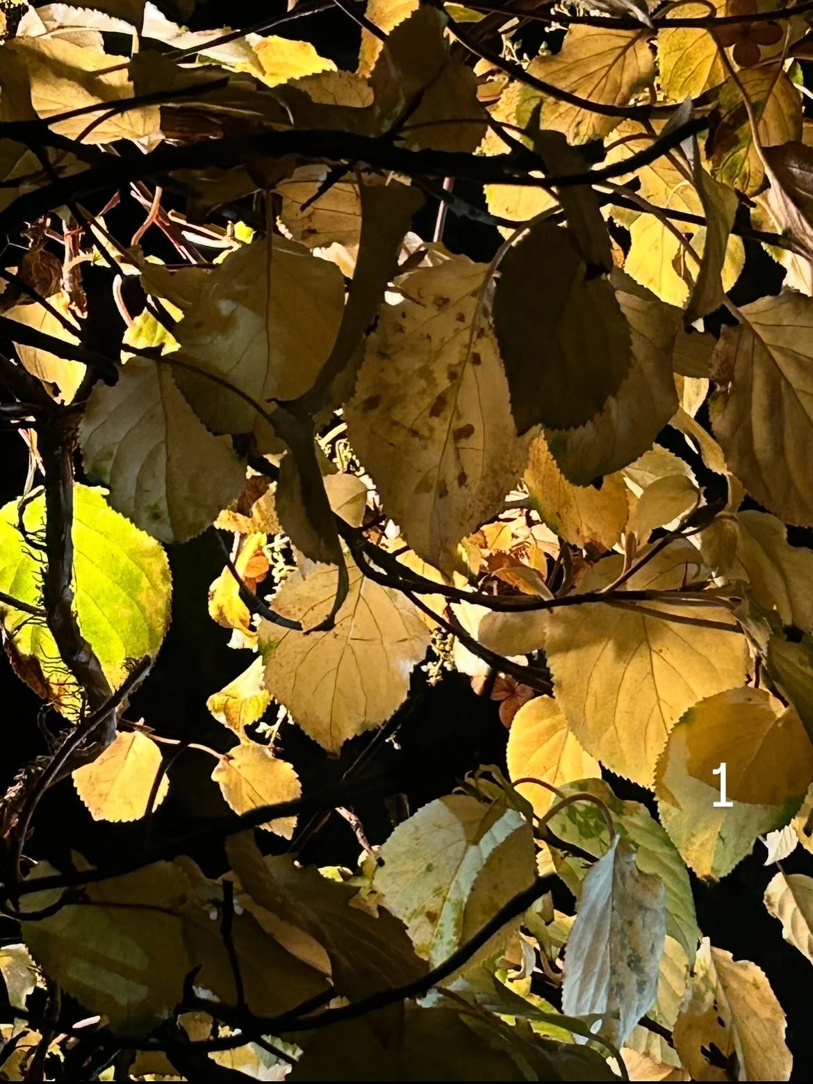 Stillness &amp; Motion
Taken from a hallway window, same  moment, two ways of seeing.
One holds still, the calm before the movement.
The other blurs, light and colour in motion.
Both tell the same story, just from different heartbeats. 

#AutumnVibes