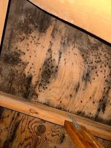 Why Does Mold Keep Coming Back After Cleaning?