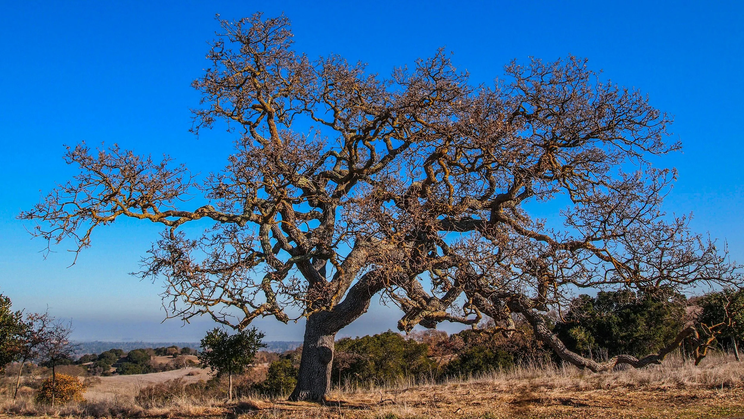 A large, leafless tree with twisted branches on a grassy hillside under a clear blue sky.