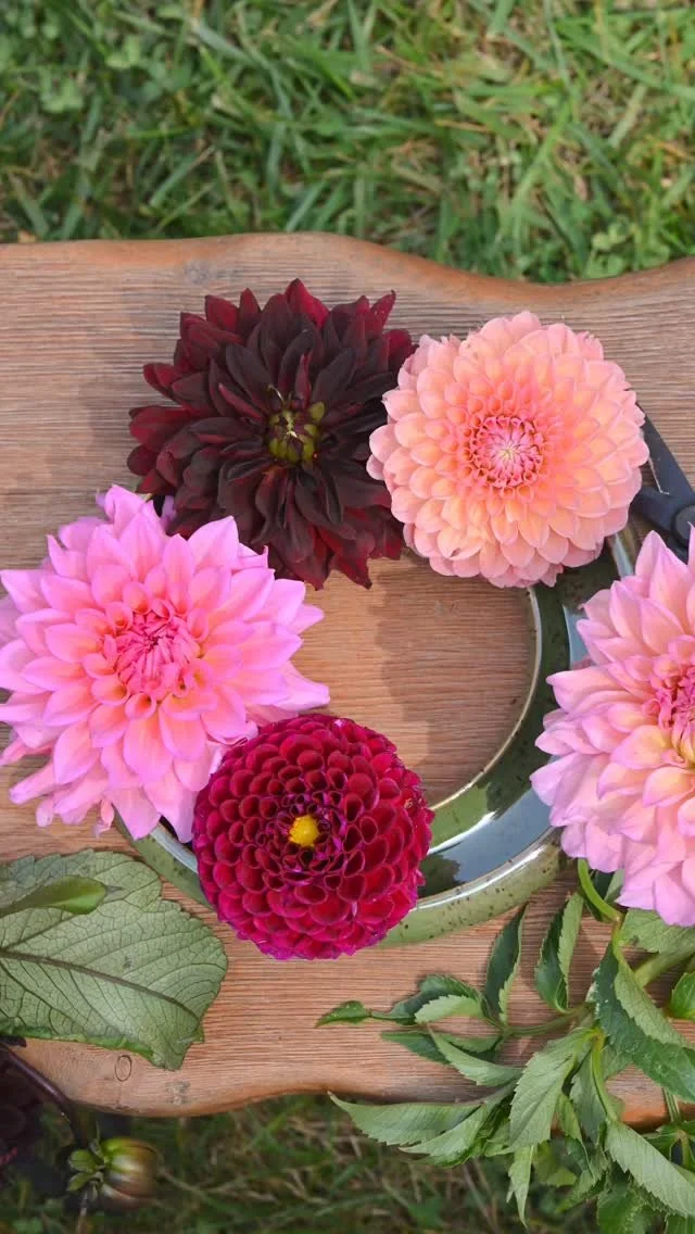 Posy rings are a great way to show off at least some if the many types of dahlias when you can’t choose a favorite π These beauties are from @hillsboroflowerco β€οΈ Buy local flowers! Buy local art!
#pottery #glaze #potterystudio #ceramics #ha