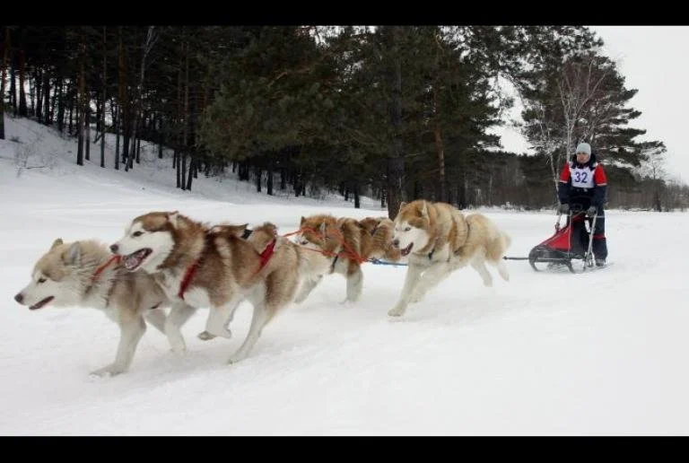 Analysis: The Arctic Council, lead sled dog of the High North