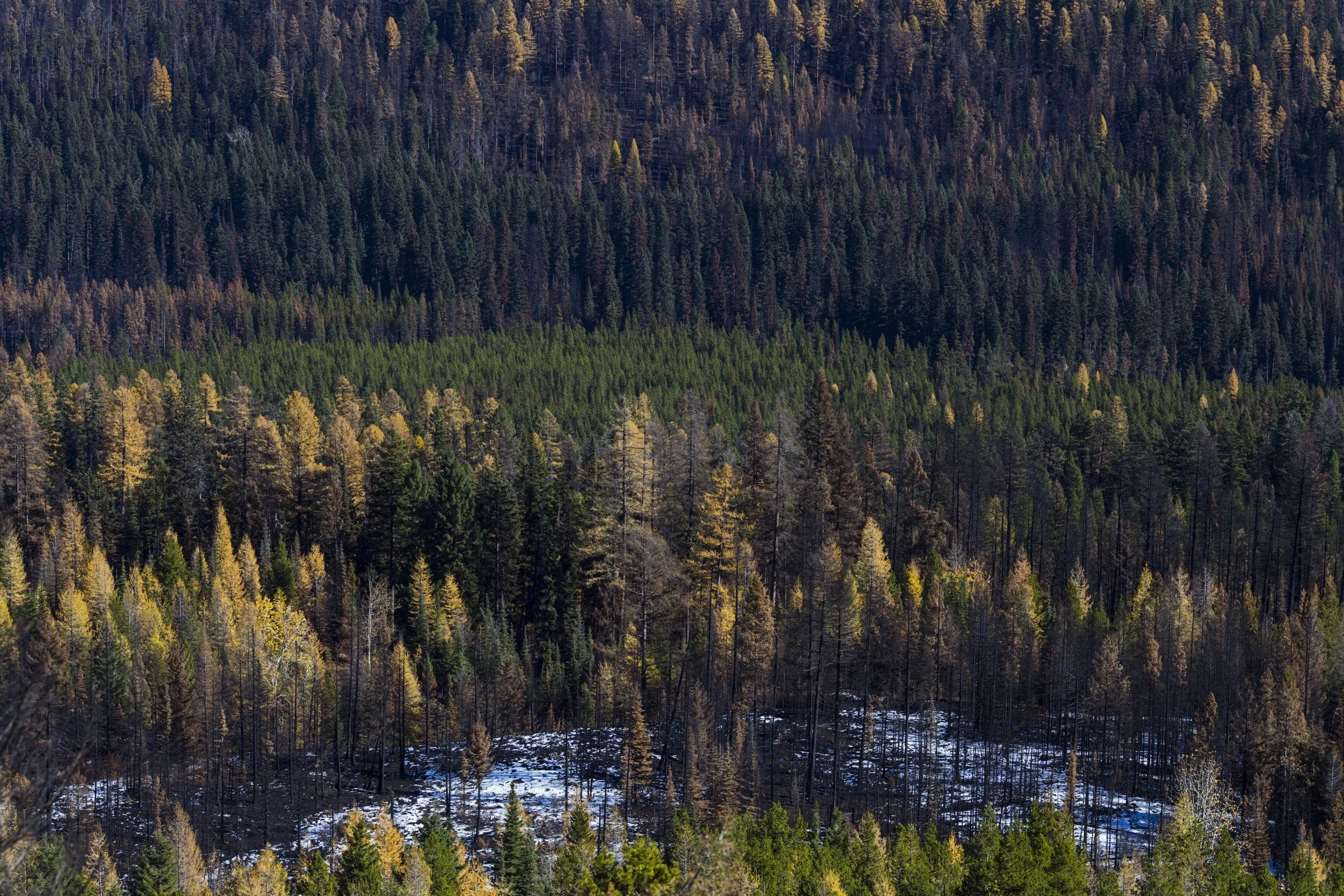  A mosaic of burned and flourishing trees is seen following the Rice Ridge Fire in a forest outside of Seeley Lake, Montana, on Thursday, October 29, 2017. (Photo by Brittany Greeson) 