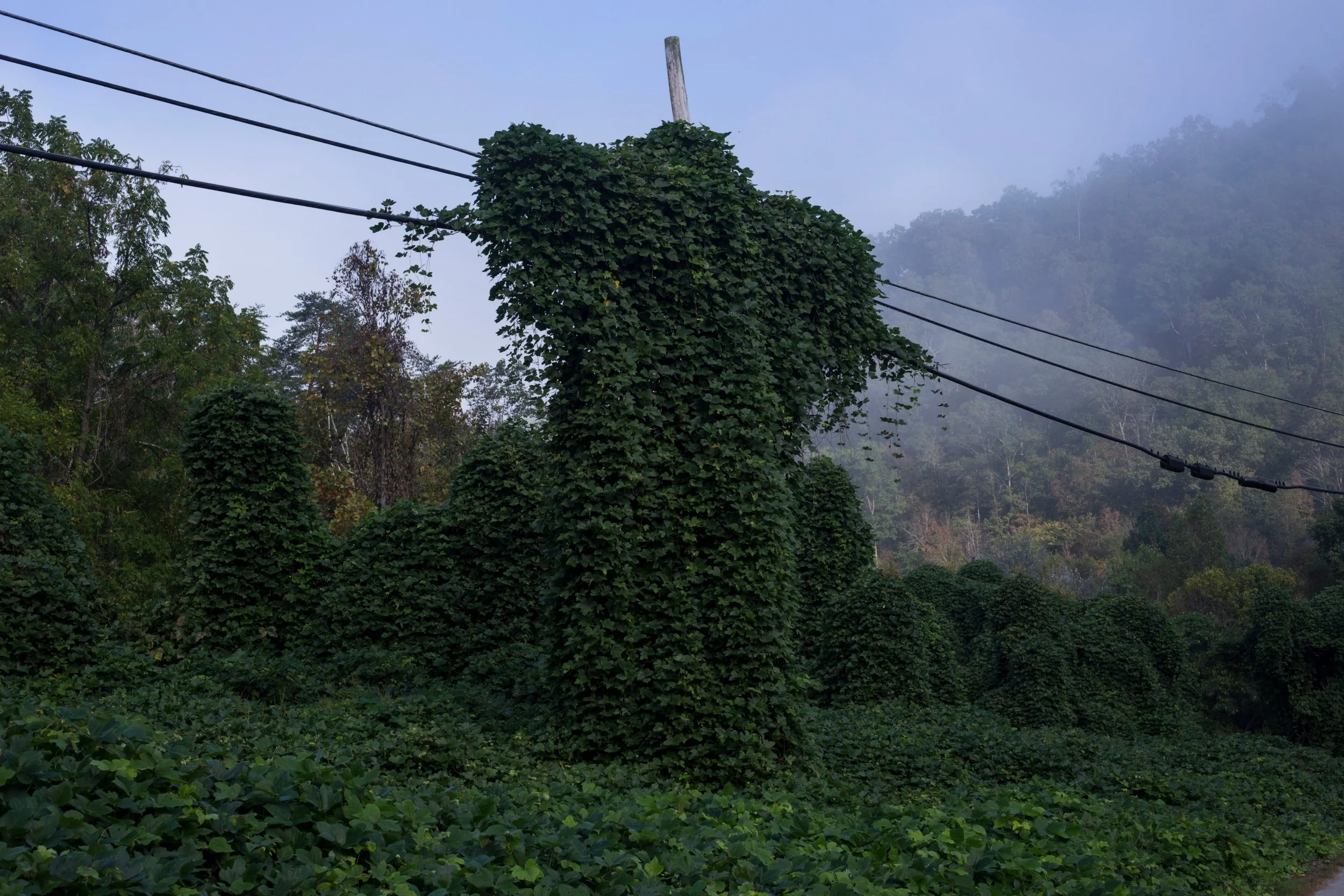  An electrical pole is over powered by kudzu in Hi Hat, Kentucky, on Friday, September 22, 2017. (Photo by Brittany Greeson) 