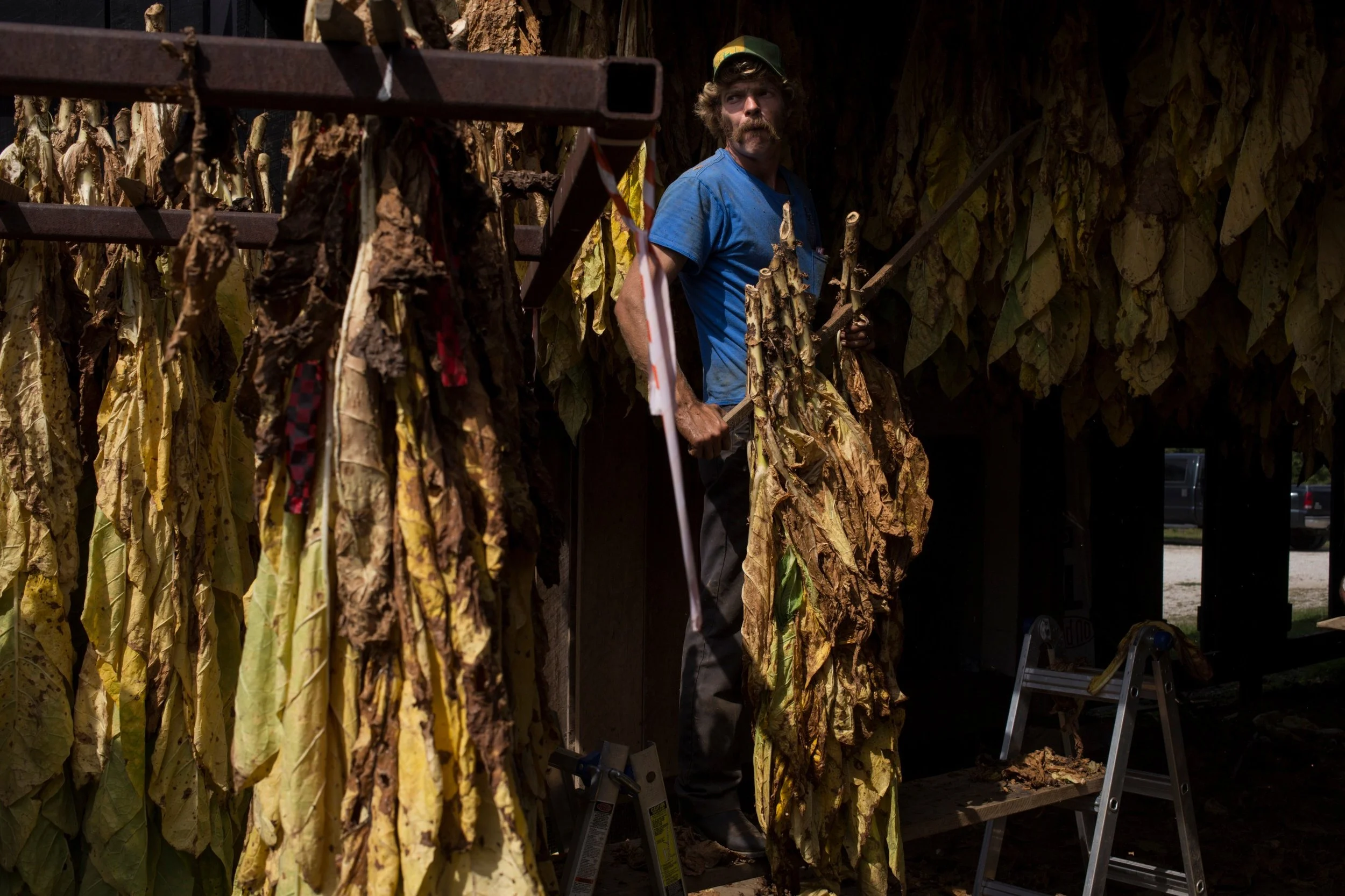  Thomas Morgan, 32, steadily lifts swaths of tobacco to be hung to dry at the Robinson Center for Appalachian Resource Sustainability in Quicksand, Kentucky, on Monday, September 27, 2017. (Photo by Brittany Greeson) 