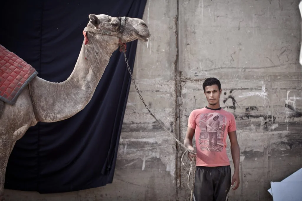 Still suffering from tourism drop, camel drivers claim responsibility for ‘Camel Battle’