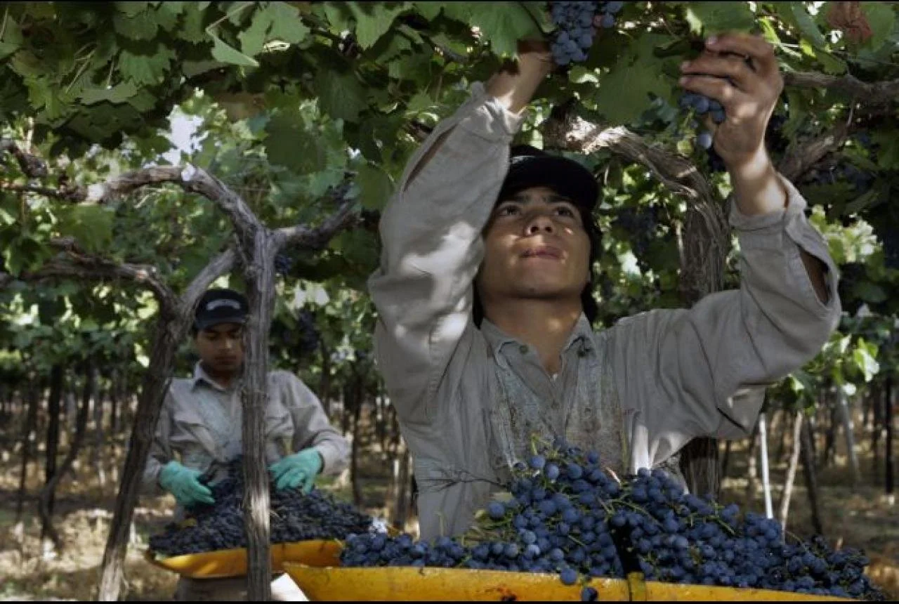 Argentina’s fair trade wineries help workers weather shaky times