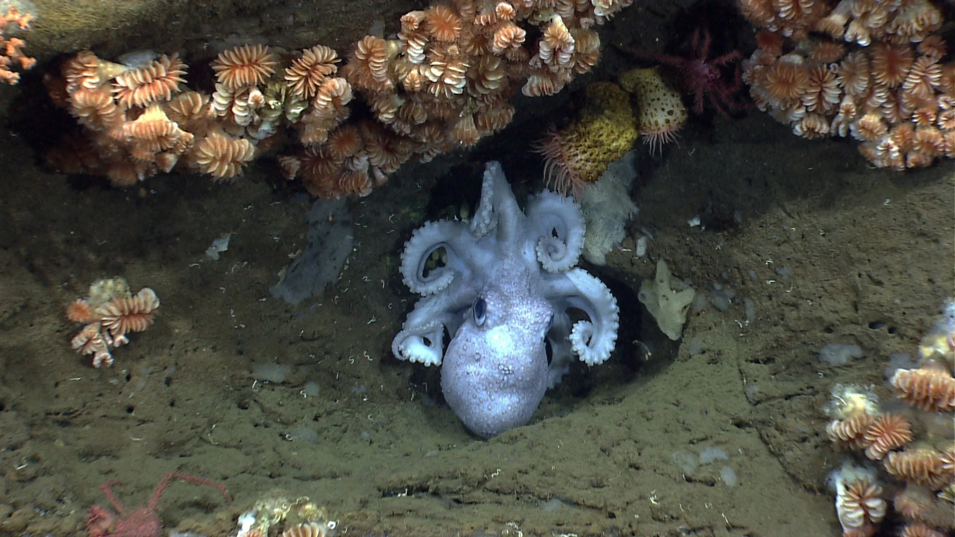  An octopus guards her eggs under an overhang in Hydrographer Canyon, one of the canyons of the Northeast Seamounts and Canyons Marine National Monument. The status as a protected area is up for review. (Photo Courtesy NOAA) 