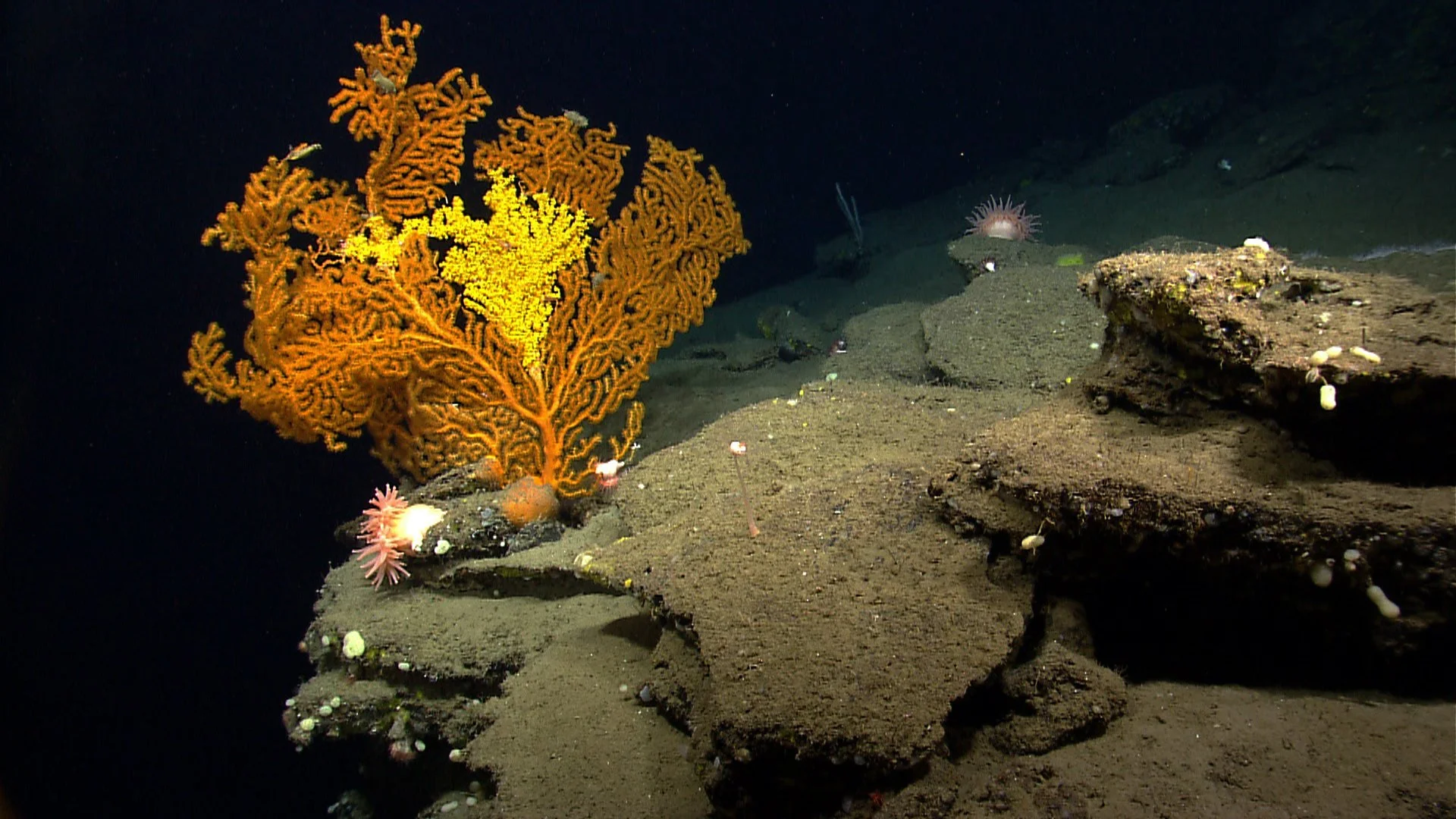  A Paramuricea coral in Nygren Canyon, 165 nautical miles southeast of Cape Cod, Massachusetts. The photograph was taken by the NOAA Ocean Explorer, Okeanos. (Photo Courtesy NOAA) 