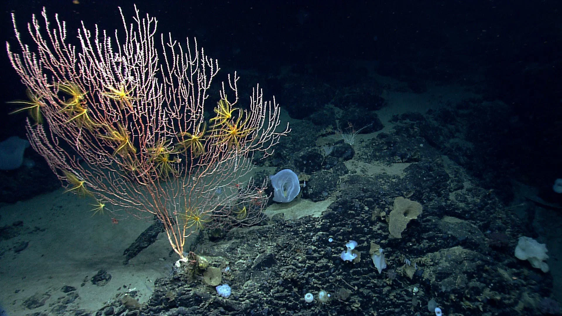  Scientists have discovered 73 species of corals in the Northeast Canyons and Seamounts, an underwater chain of mountains. A NOAA expedition pictured this colony of Jasonisis, a bamboo coral. (Photo Courtesy NOAA) 