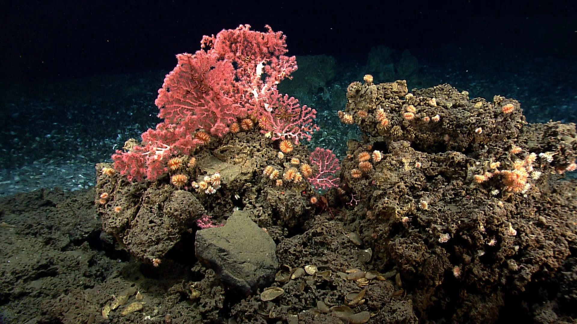  Northeast Canyons and Seamounts expert Peter Auster says the coral provide a habitat for many other species. Cup corals and bubblegum corals are pictured during a NOAA expedition. (Photo Courtesy NOAA) 