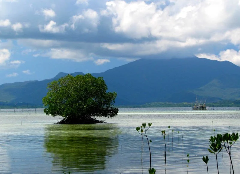 Conservationists Look to ‘Blue Carbon’ to Help Ease Global Warming