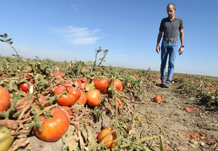 Essential workers go hungry as food rots in America’s agricultural heart