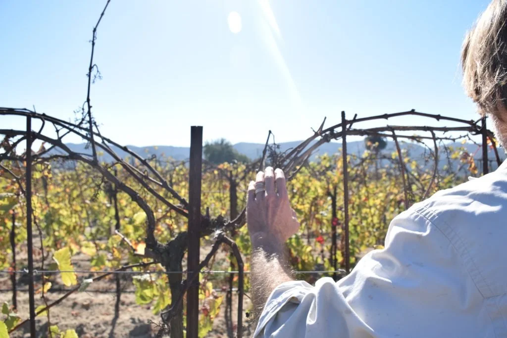 In California farm country, growers struggle with labor shortage