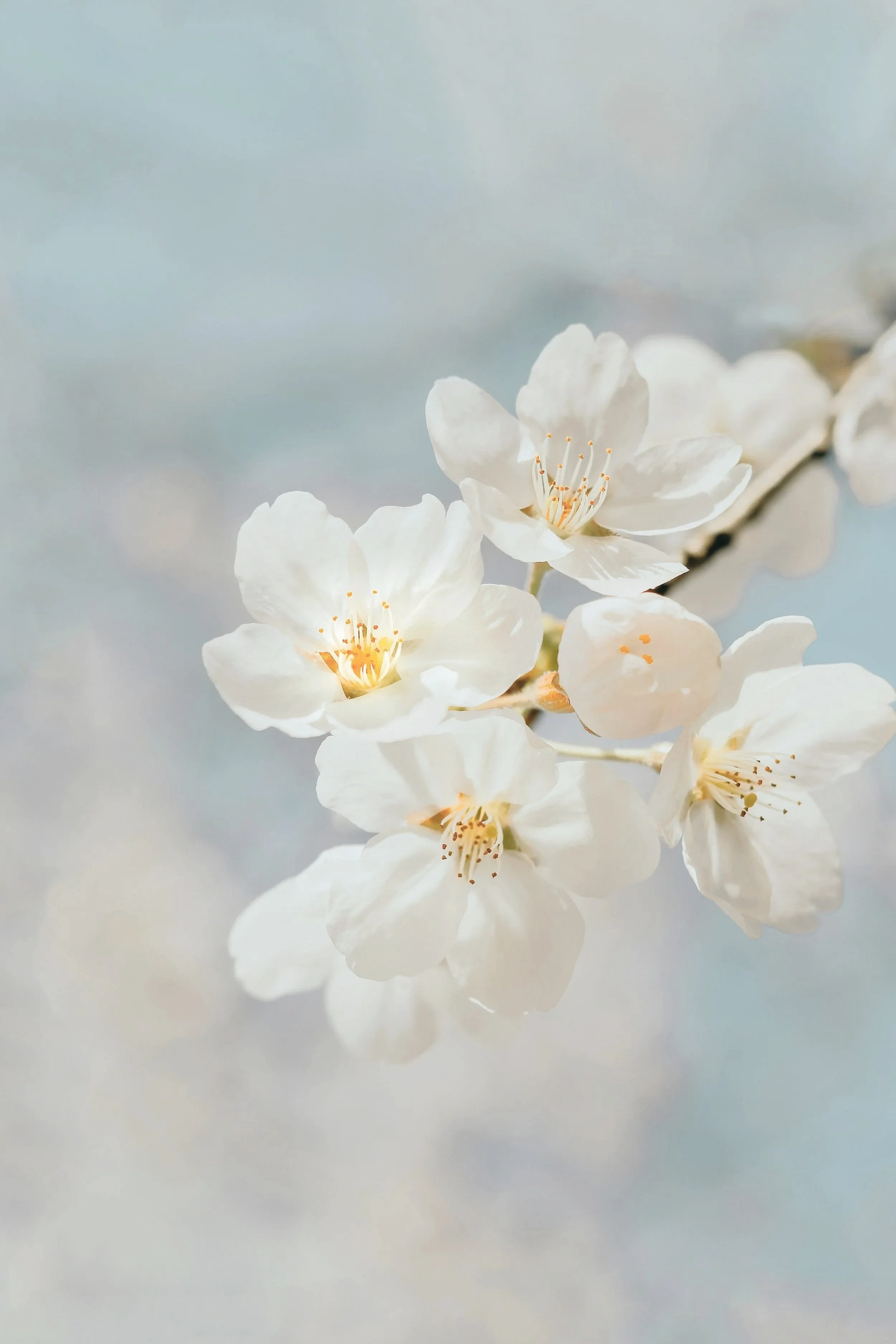 Cherry blossom trees with their flowers at an up close angle offering a beautiful imagery about growth for grief and loss therapy