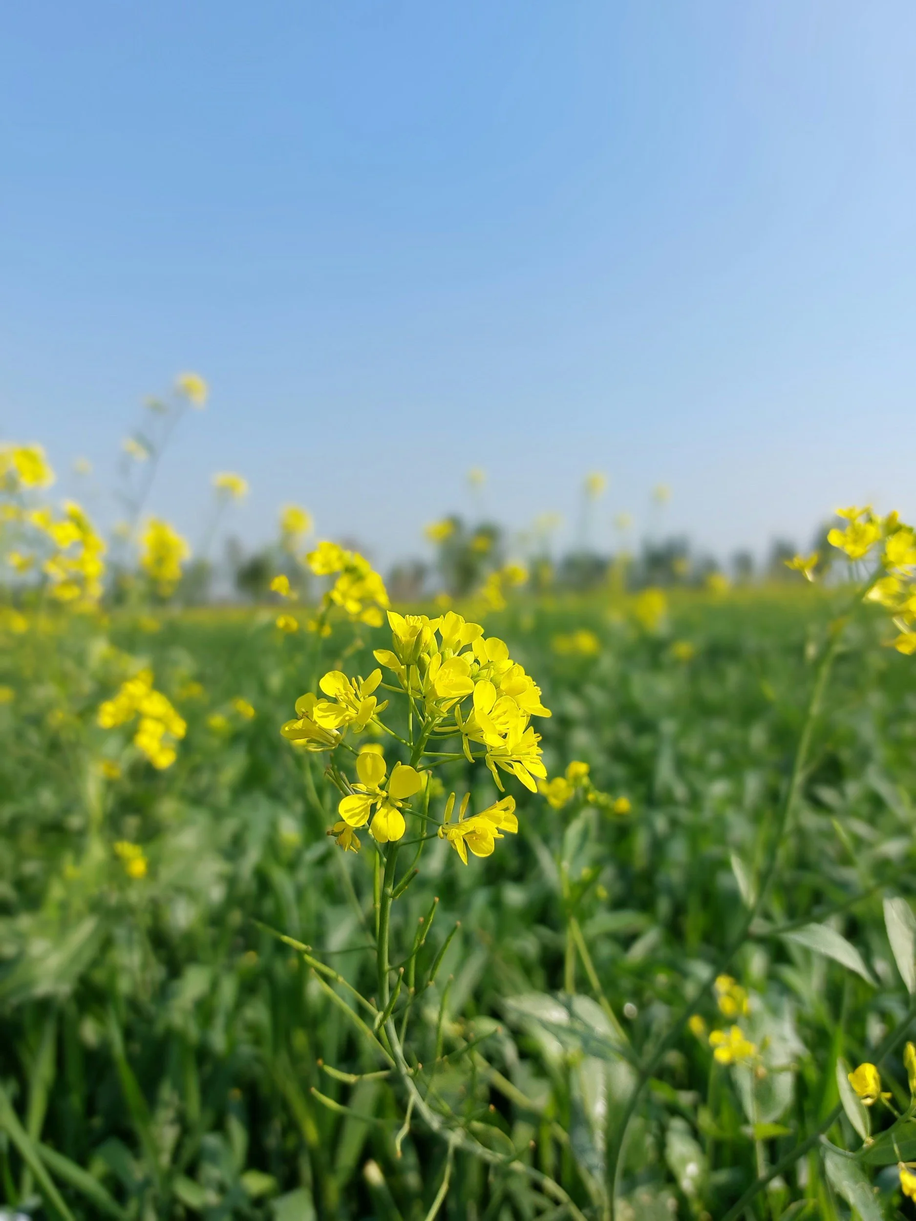 Spring in Sonoma: The Season Everyone Sleeps On (But You Shouldn't)