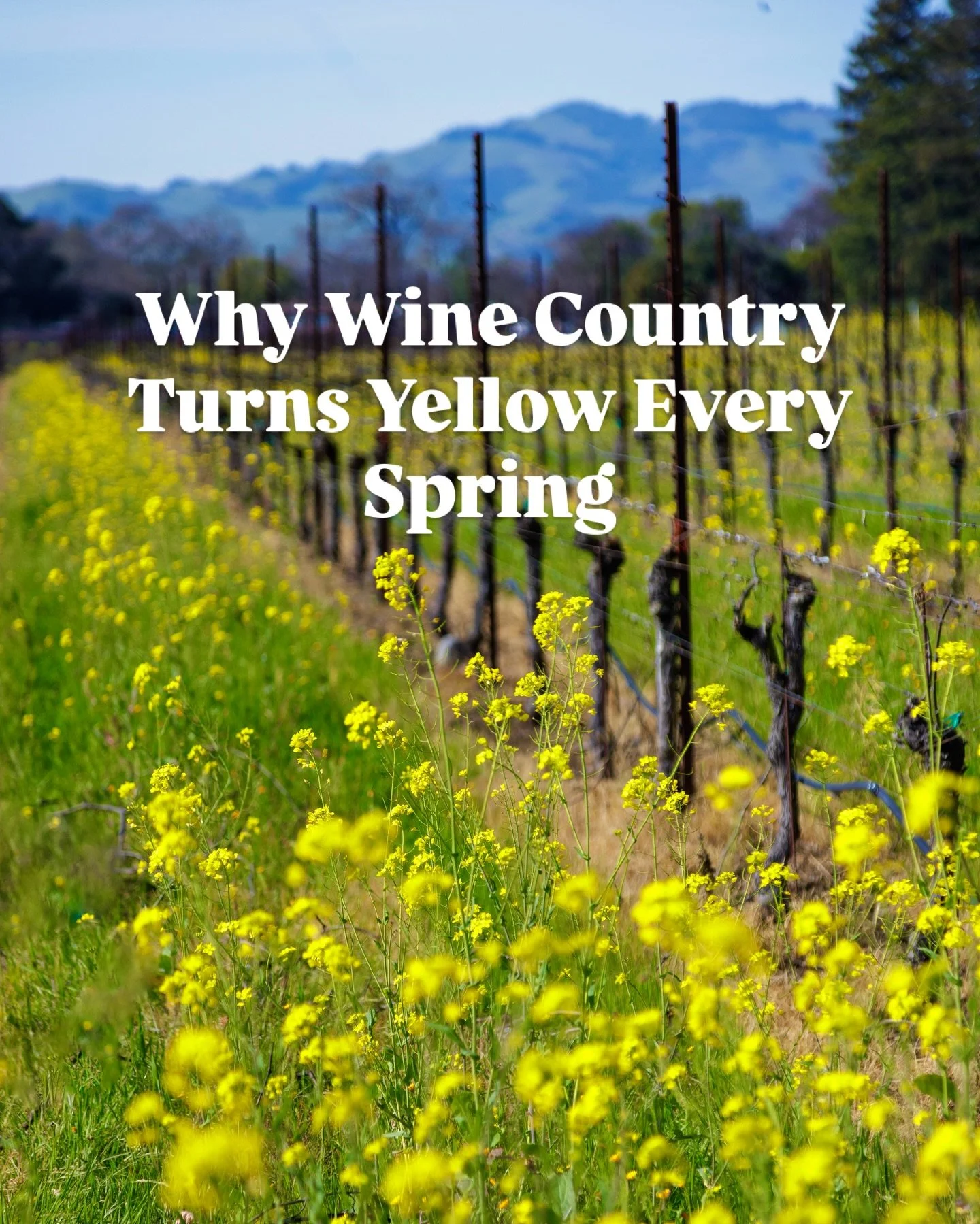 Mustard season in Sonoma and Napa runs late January through April, with peak bloom in February and March.

The best views? Drive Highway 12 from Santa Rosa to Sonoma, Alexander Valley, or Dry Creek. Or see it all from one of our vintage VW buses. 🚐
