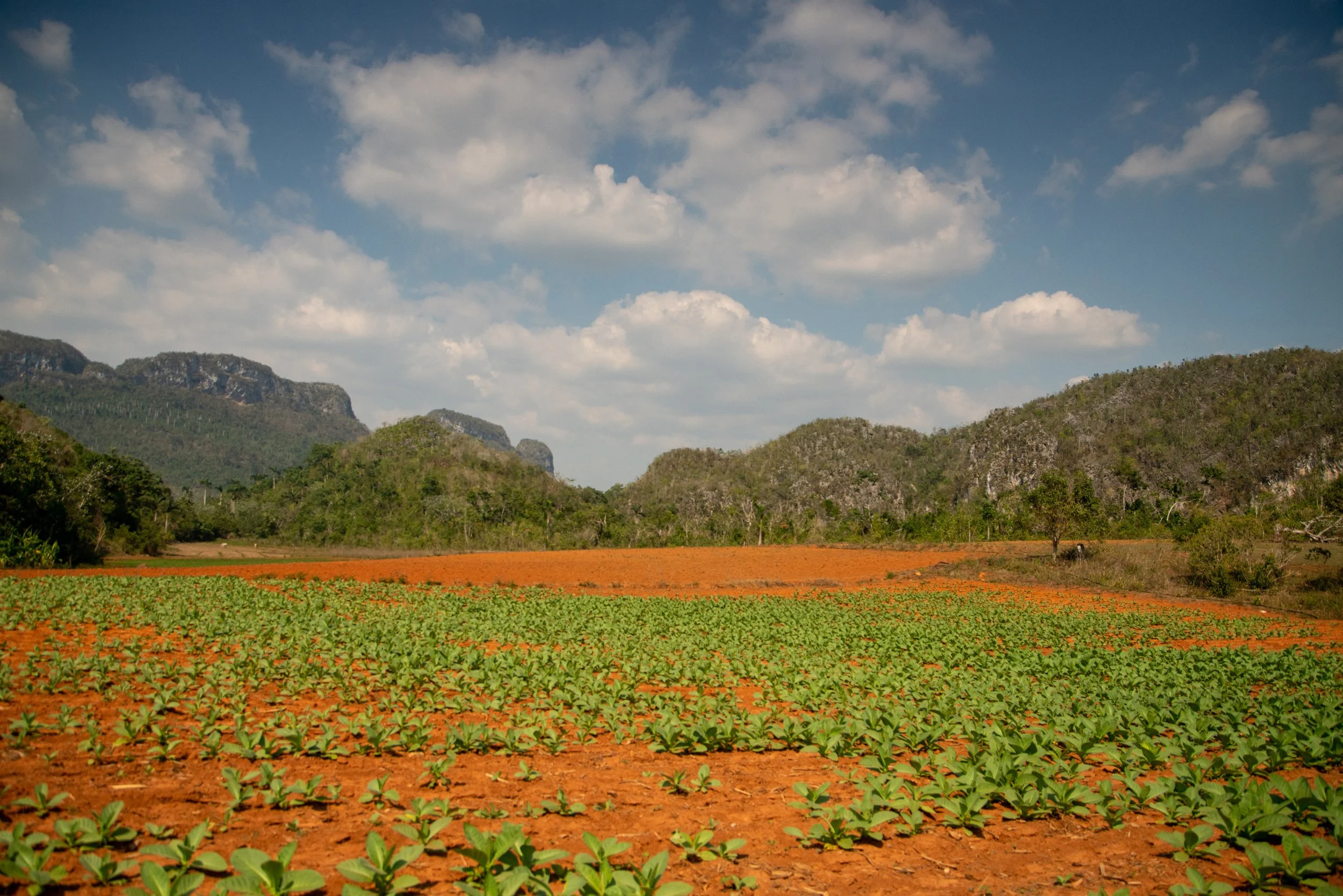 A rural landscape with a field of green plants, reddish soil, and distant mountains under a partly cloudy sky in Viñales, Cuba.