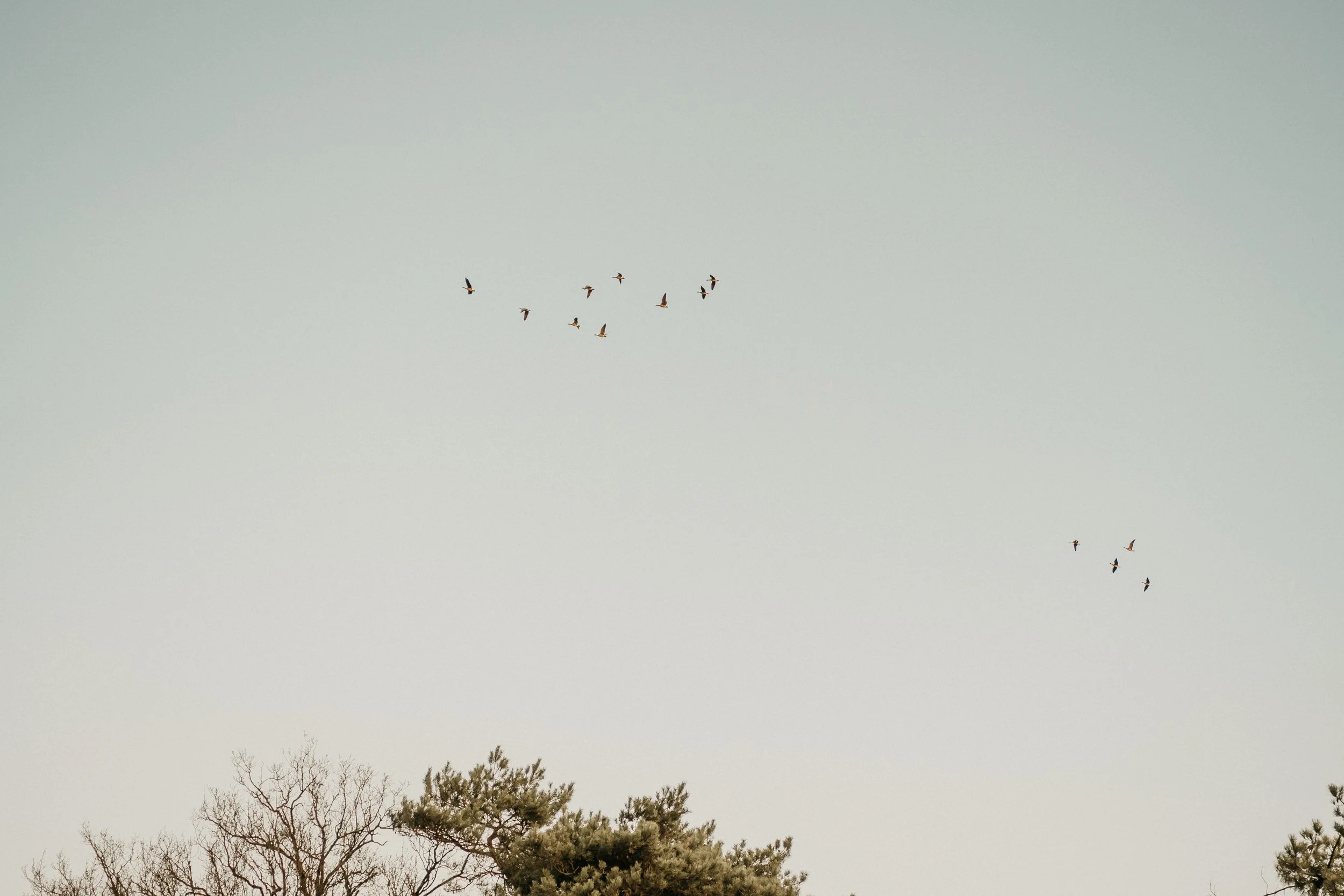 Vogels vliegen in de lucht boven de boomtoppen.