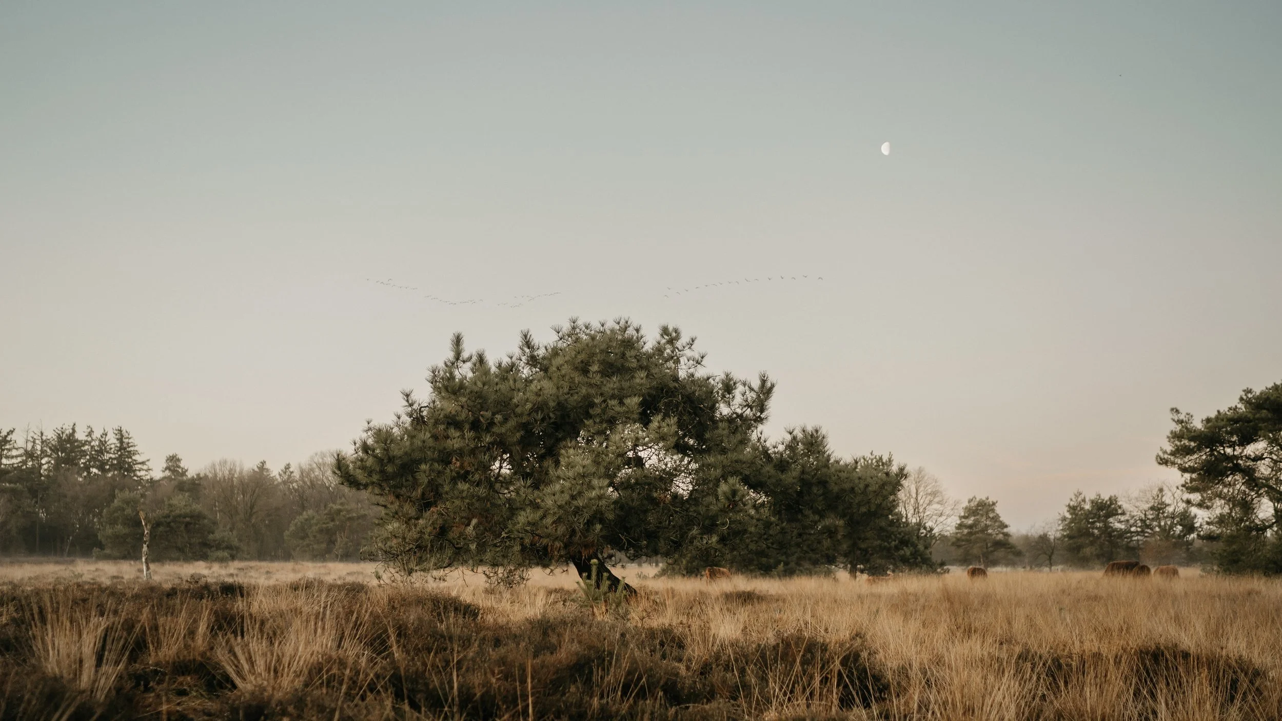 Een open veld met gras, enkele bomen en een heldere lucht met de maan zichtbaar.