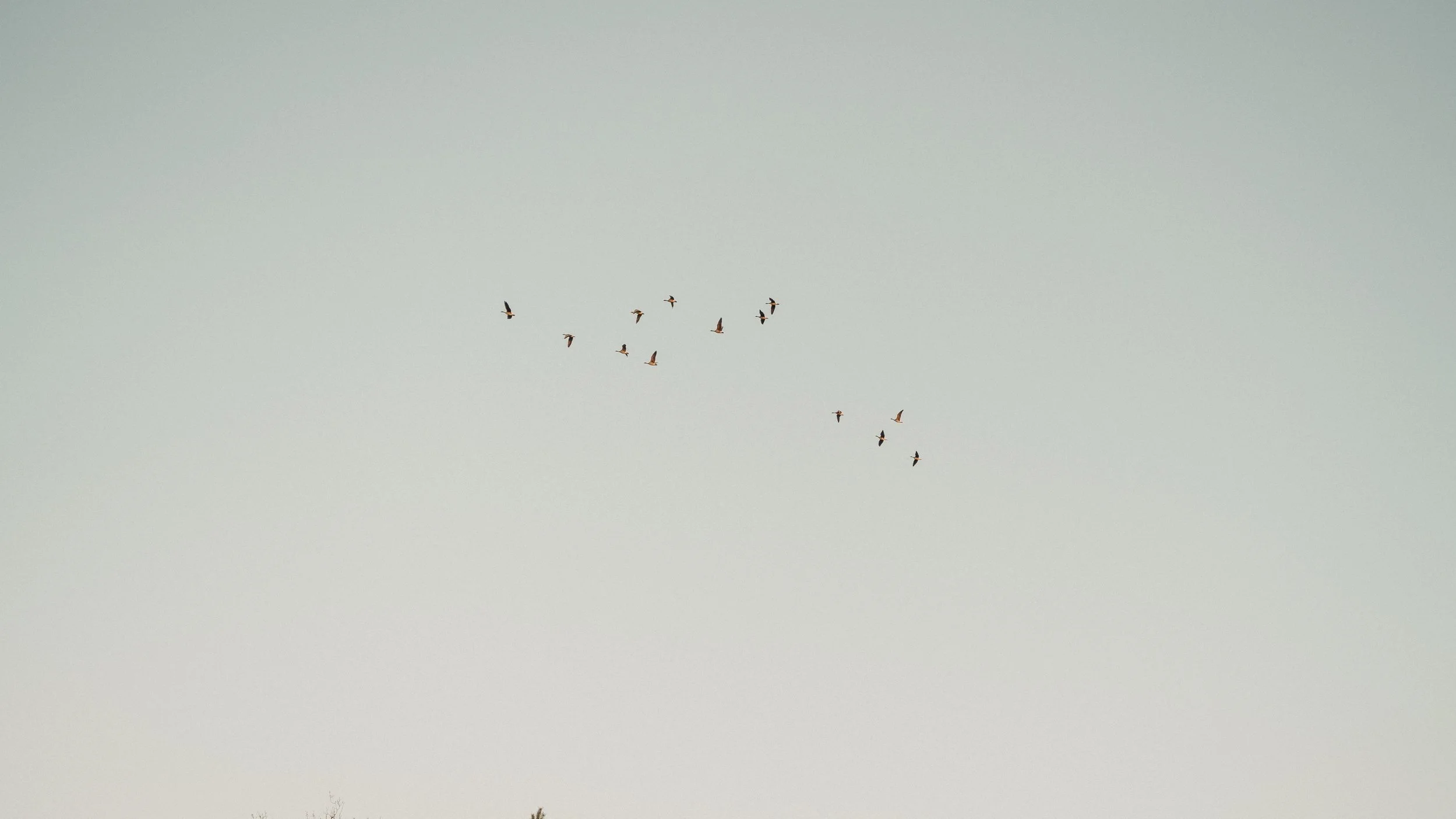 Vogels vliegen in een formatie in de lucht