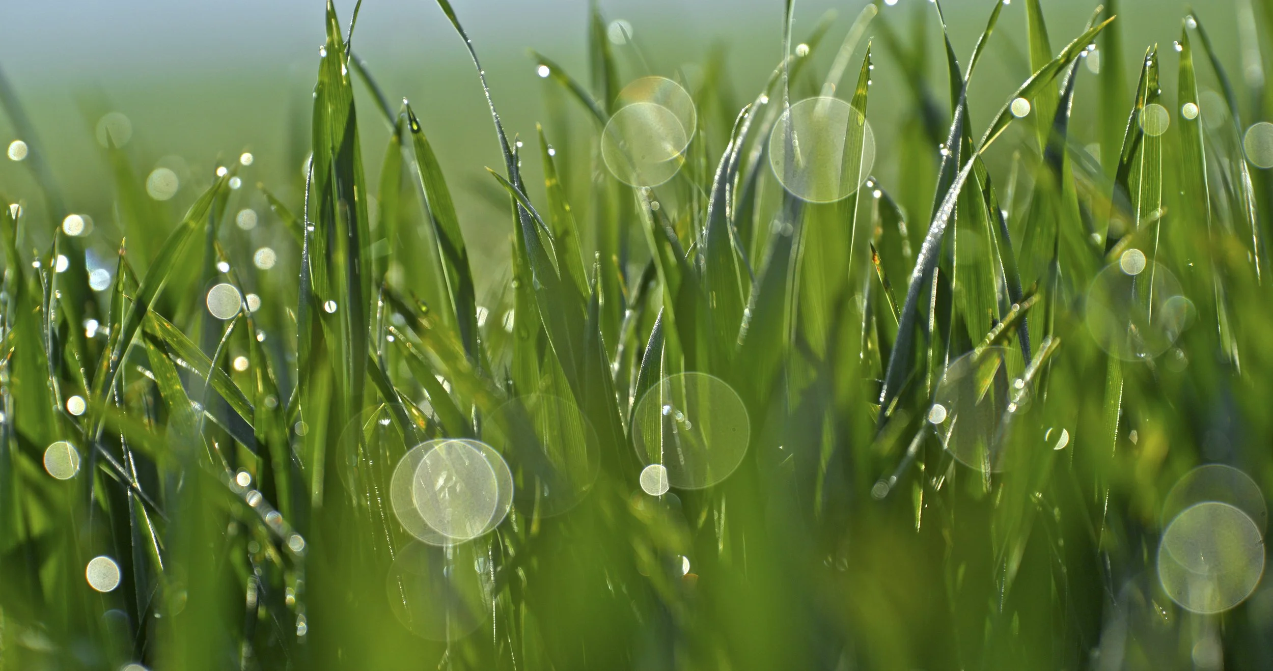 Fungicide Resistance