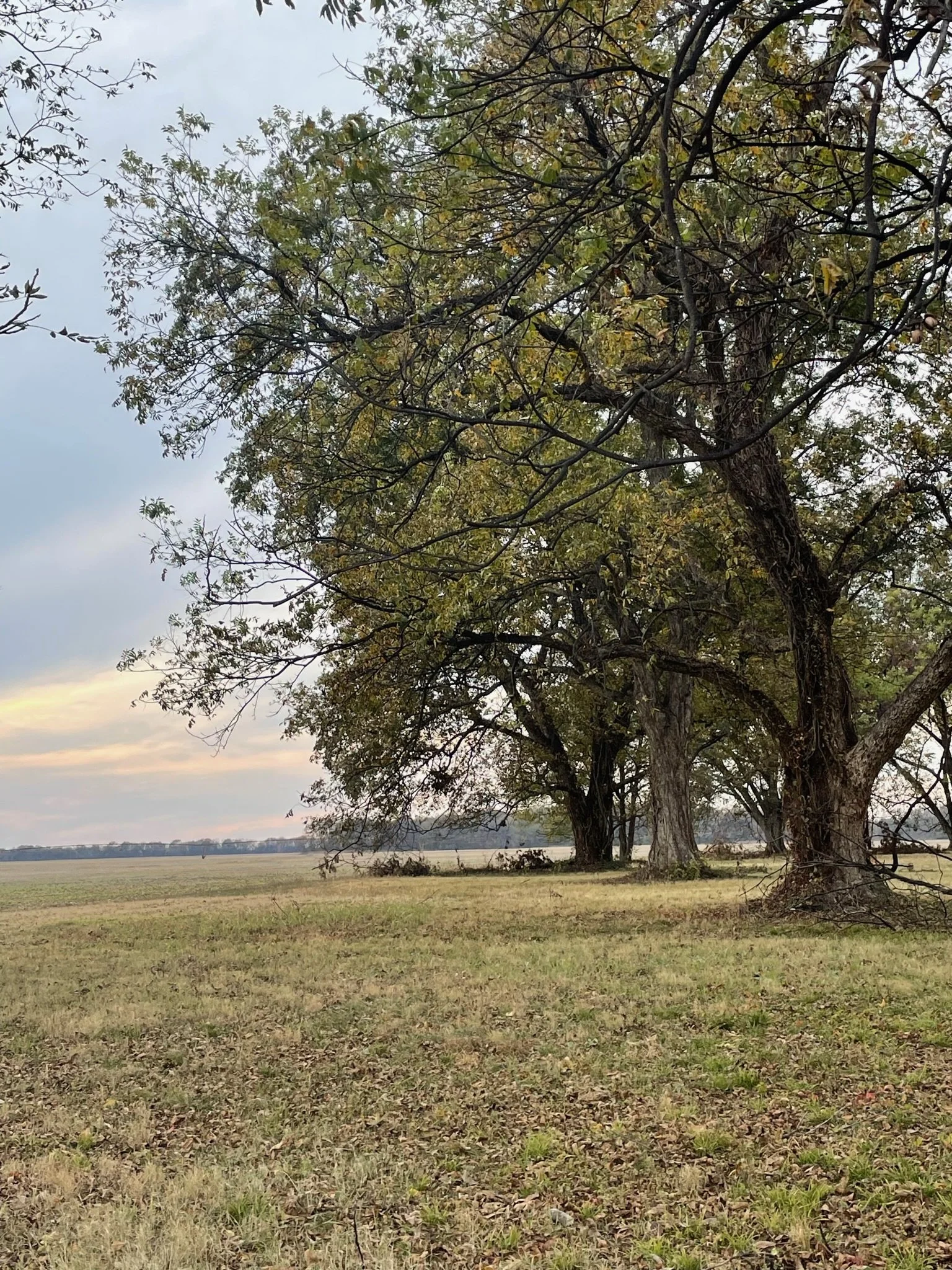 A large tree with numerous branches and some yellowing leaves, located in an open grassy field with a cloudy sky in the background.