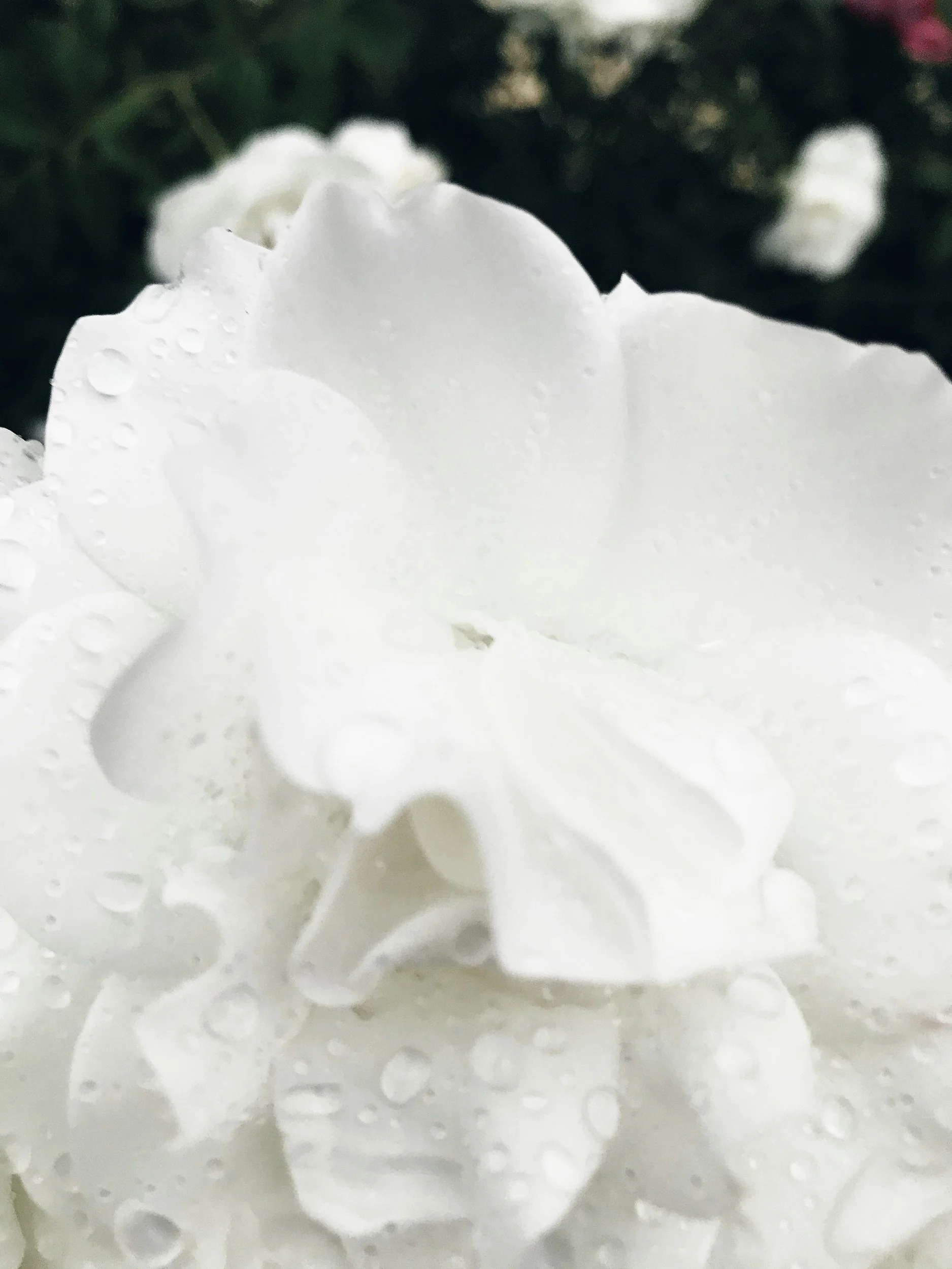 Close-up of a velvety whipped cream