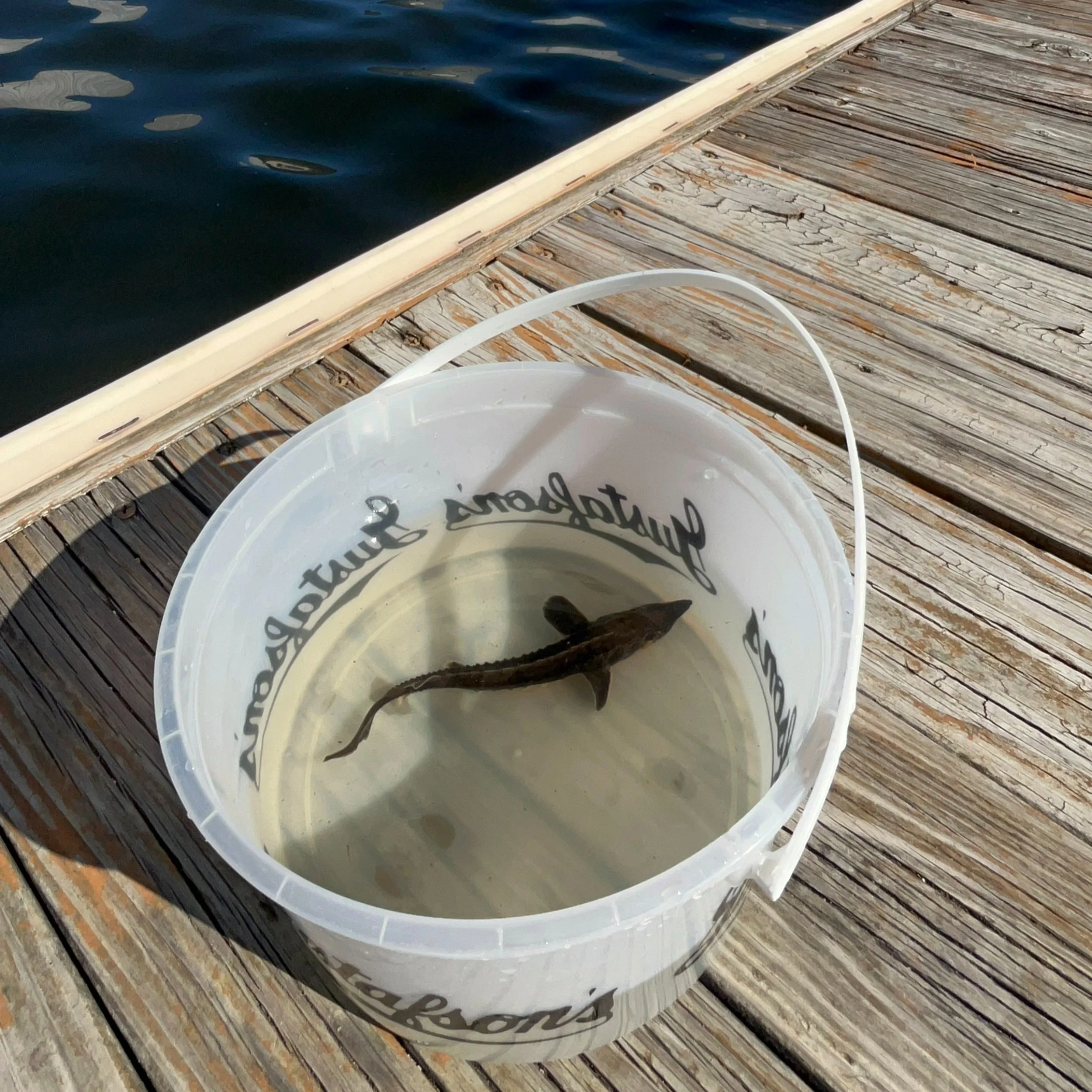 Sturgeon Fest