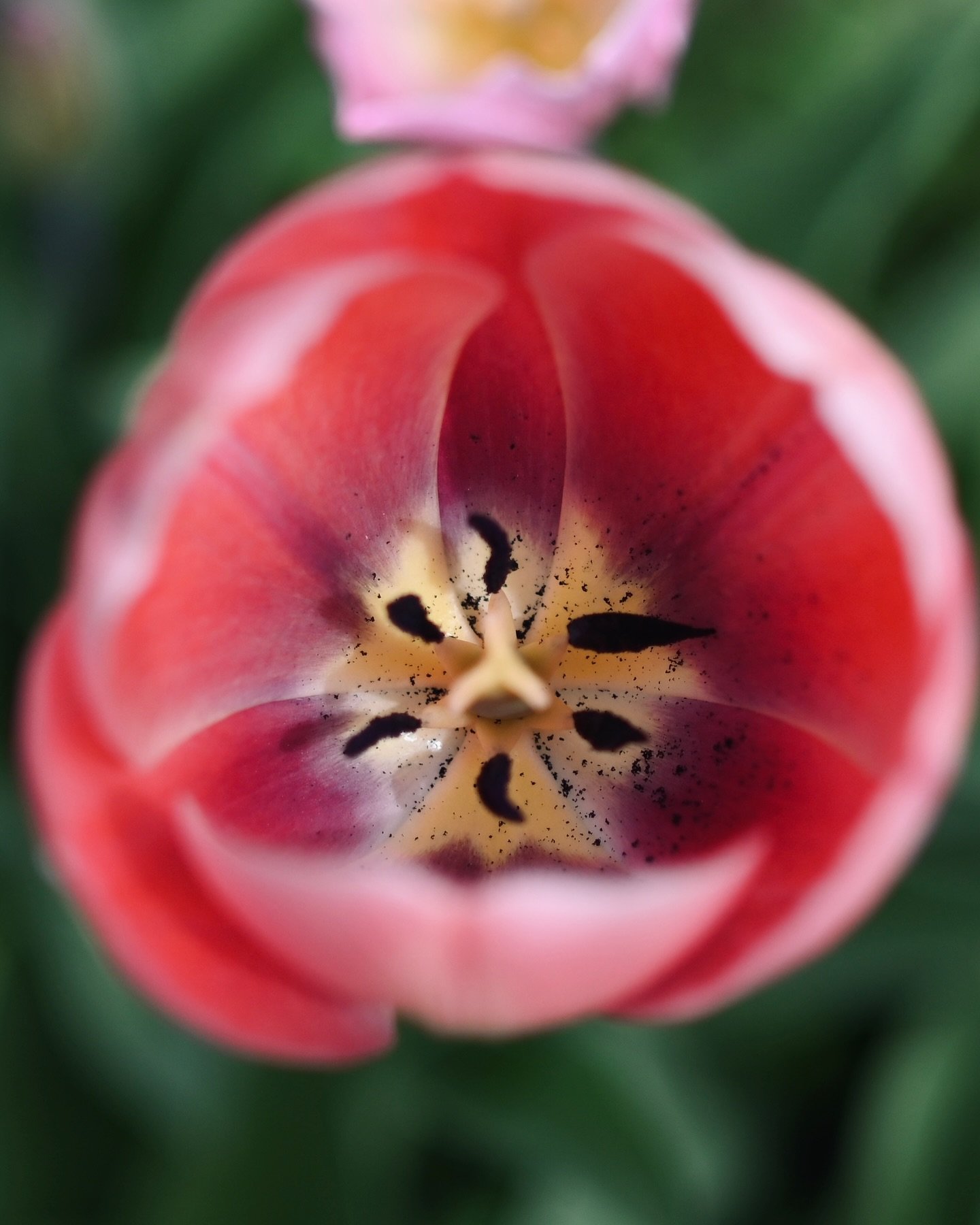 Nature&rsquo;s eye, wide open
@mtl.ukphotography 
#montrealphotography #springphotography #flowerphotography #montrealphotographer #eventphotography #montrealweddingphotographer