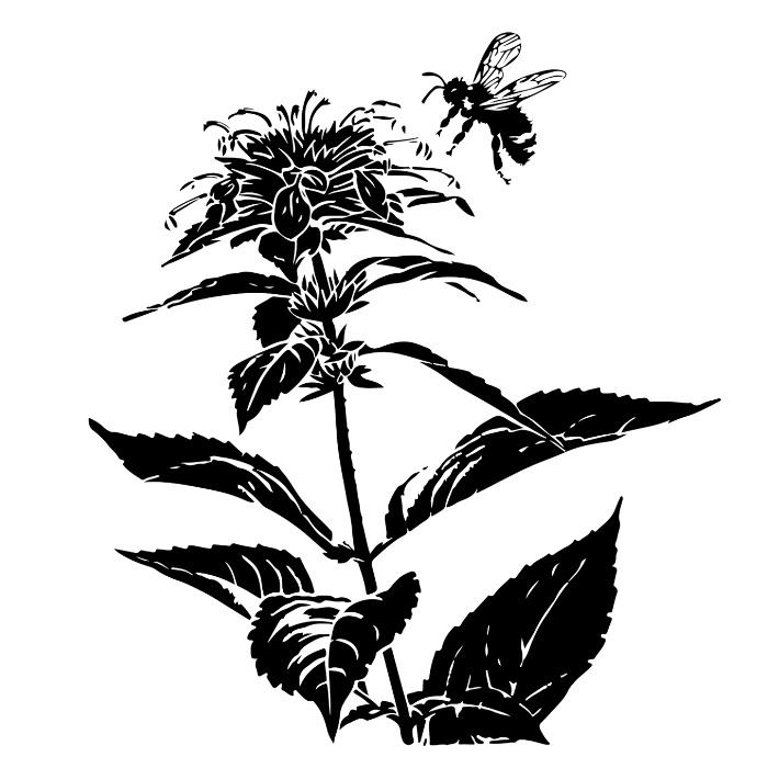 Outline drawing of a flowering plant with leaves and blooms.