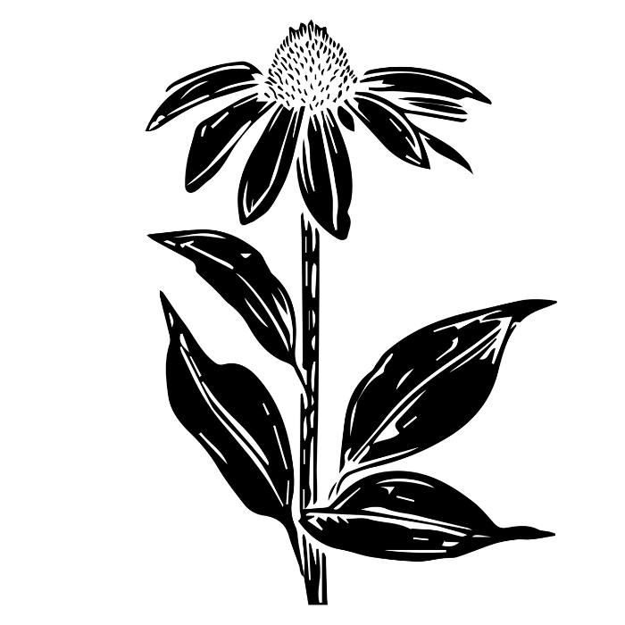 Outline drawing of a daisy flower with leaves and a stem.