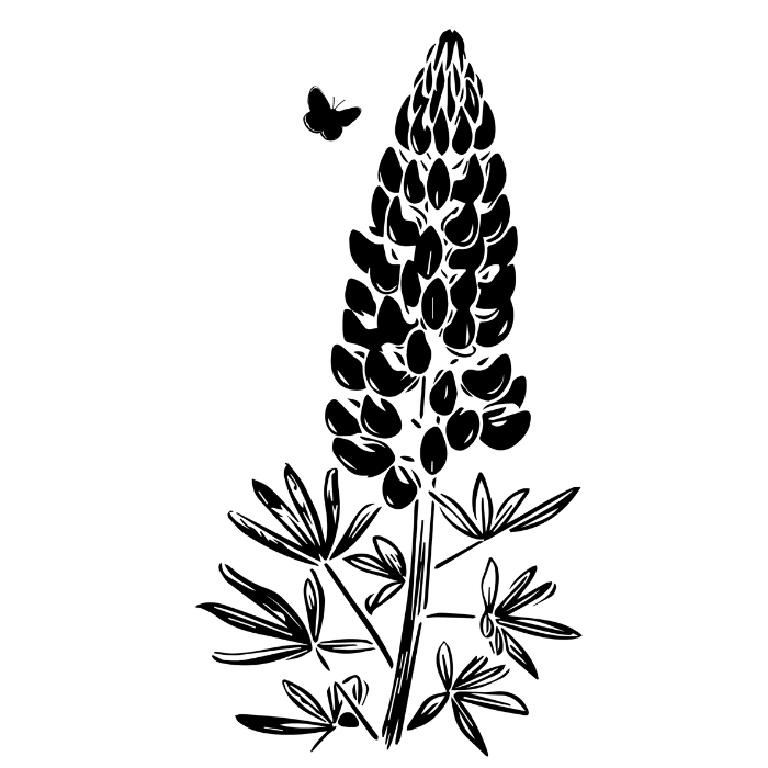 Outline drawing of a tall flowering plant with multiple clusters of small flowers at the top and long leaves at the base.