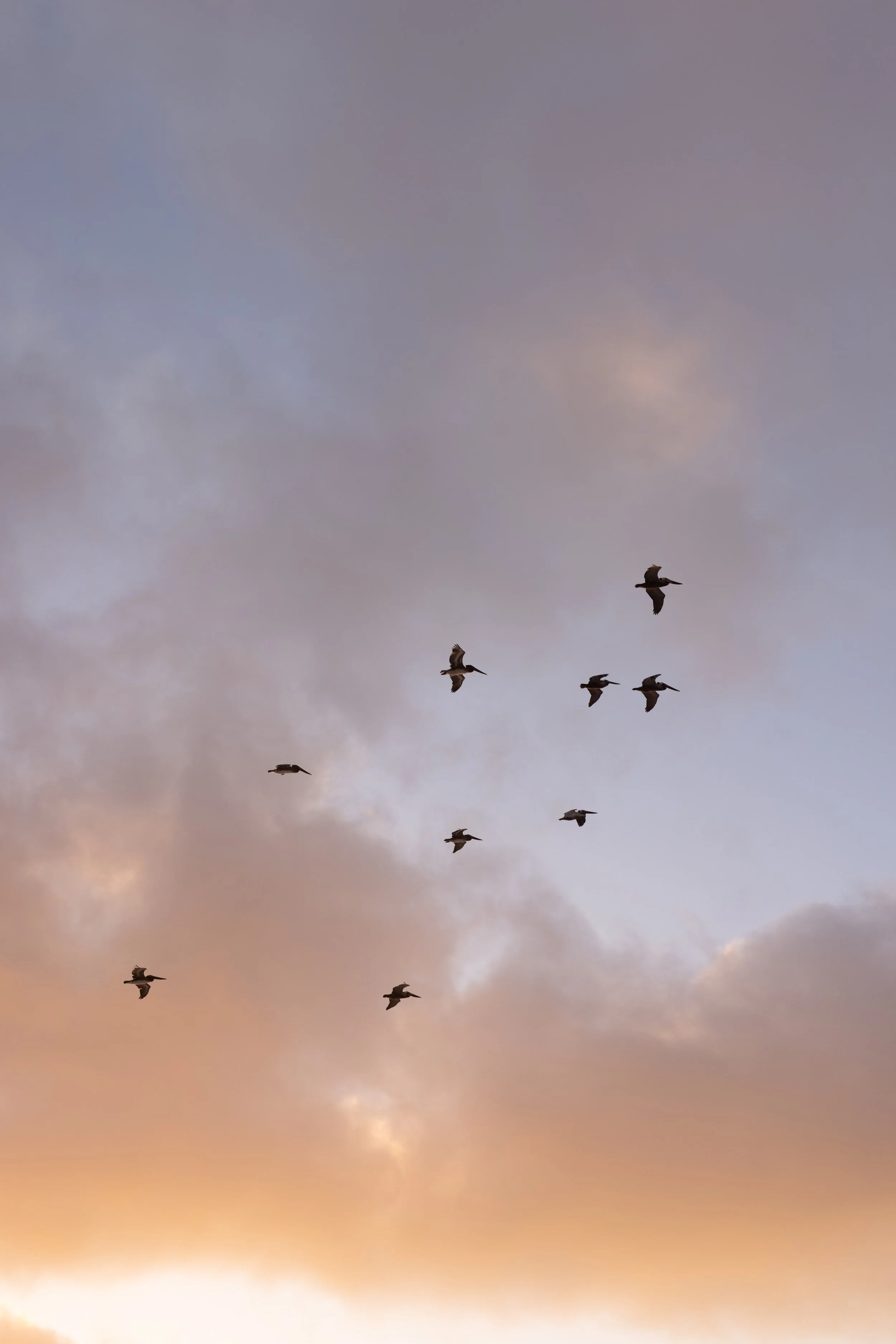 birds flying during monterey boudoir photoshoot