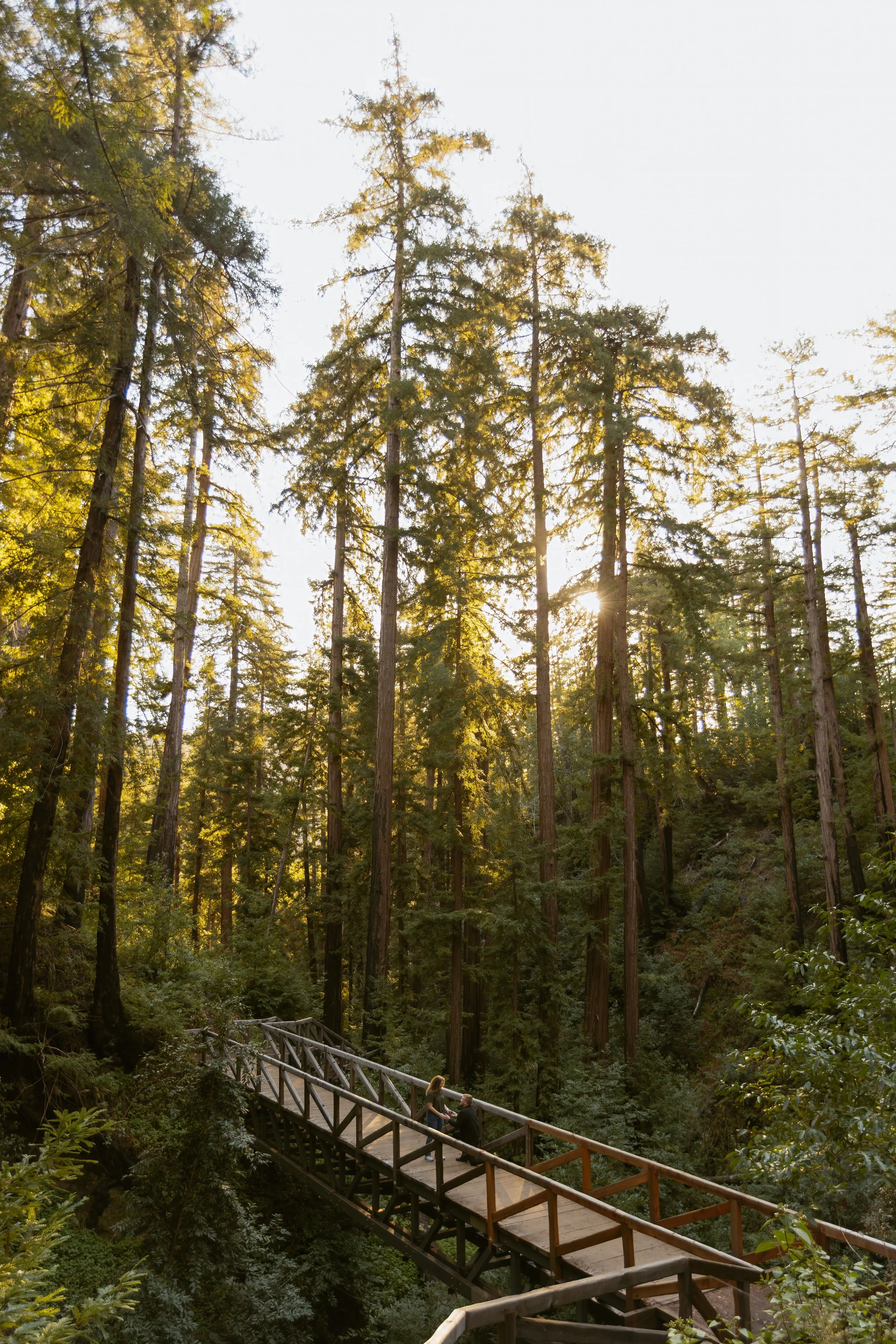 man proposing in big sur redwoods on bridge