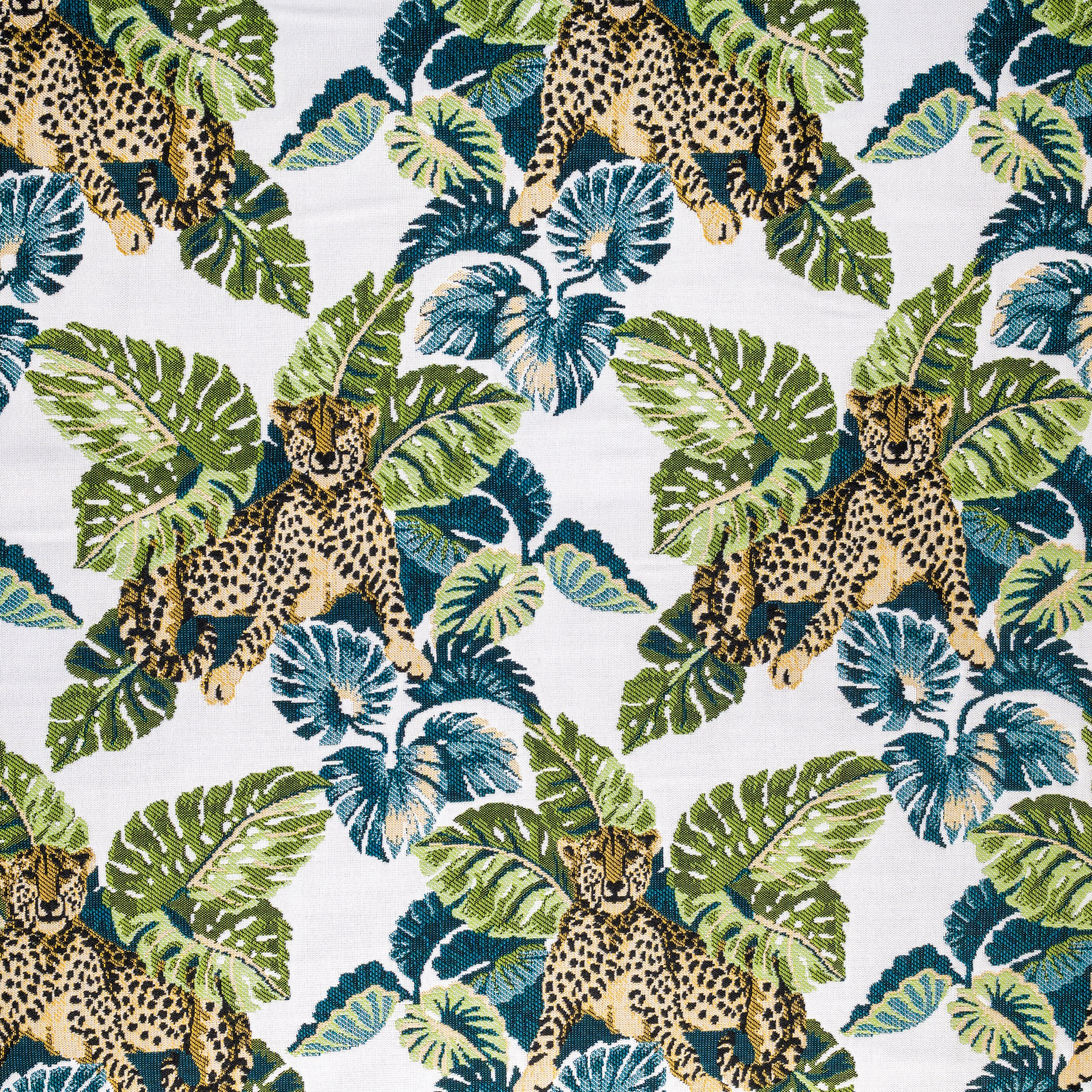 Jaguar Sighting Forest