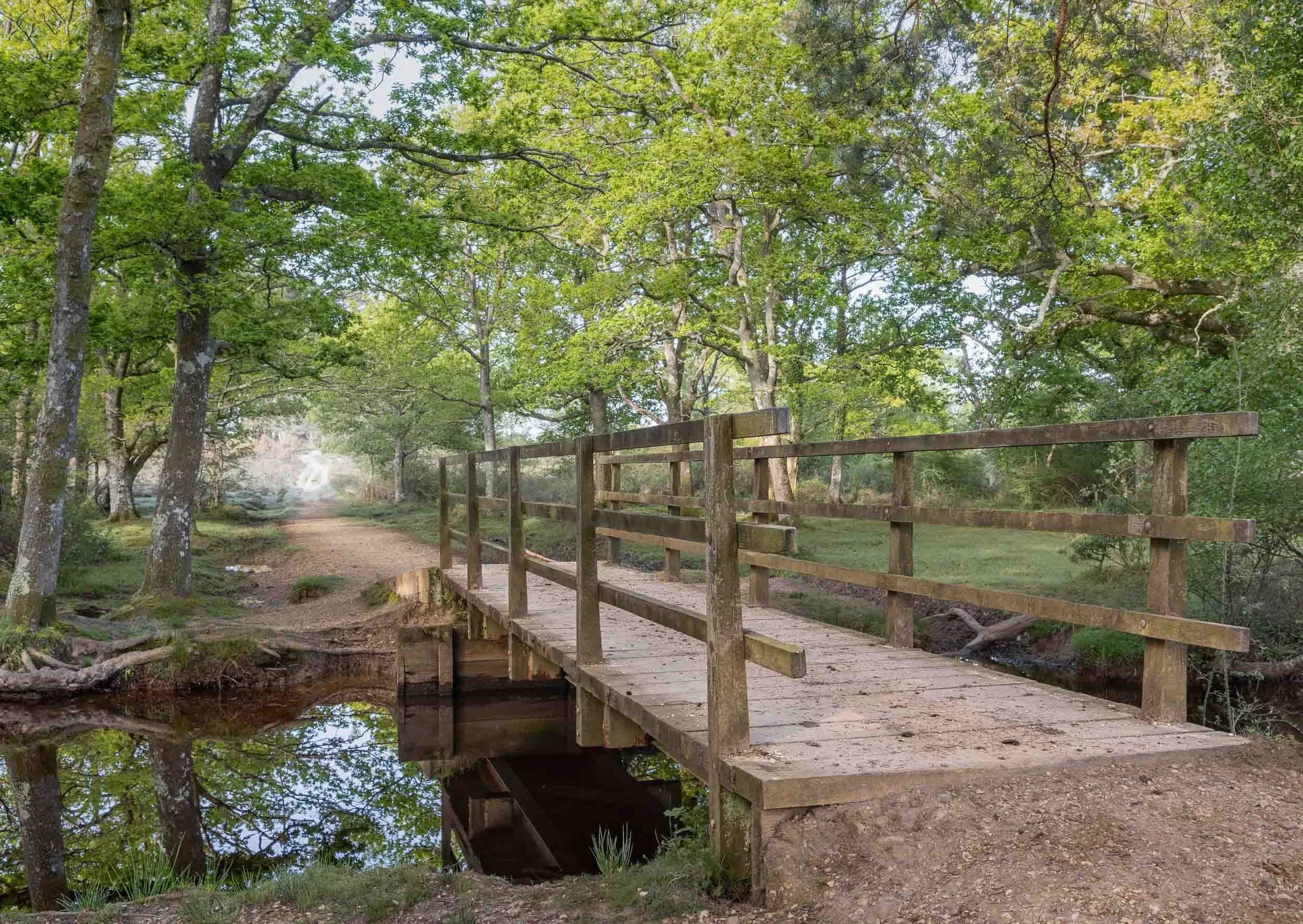 Enticing Path - Rhinefield