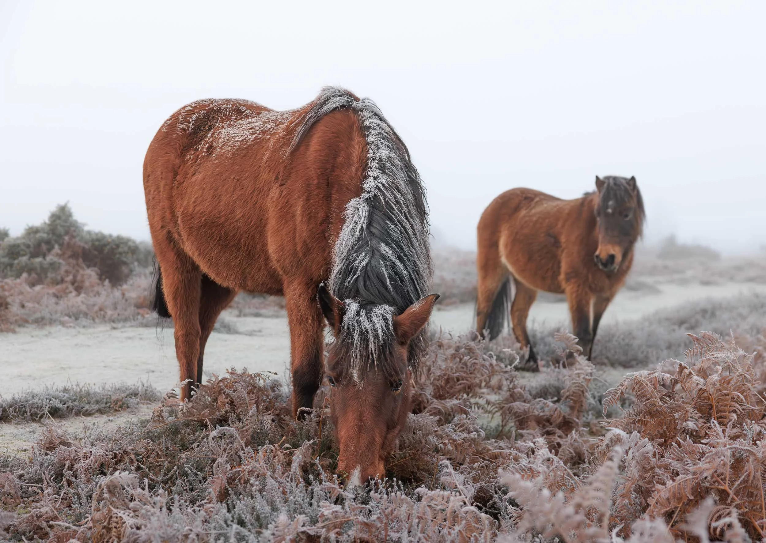 Frosty Pony - Mockbeggar