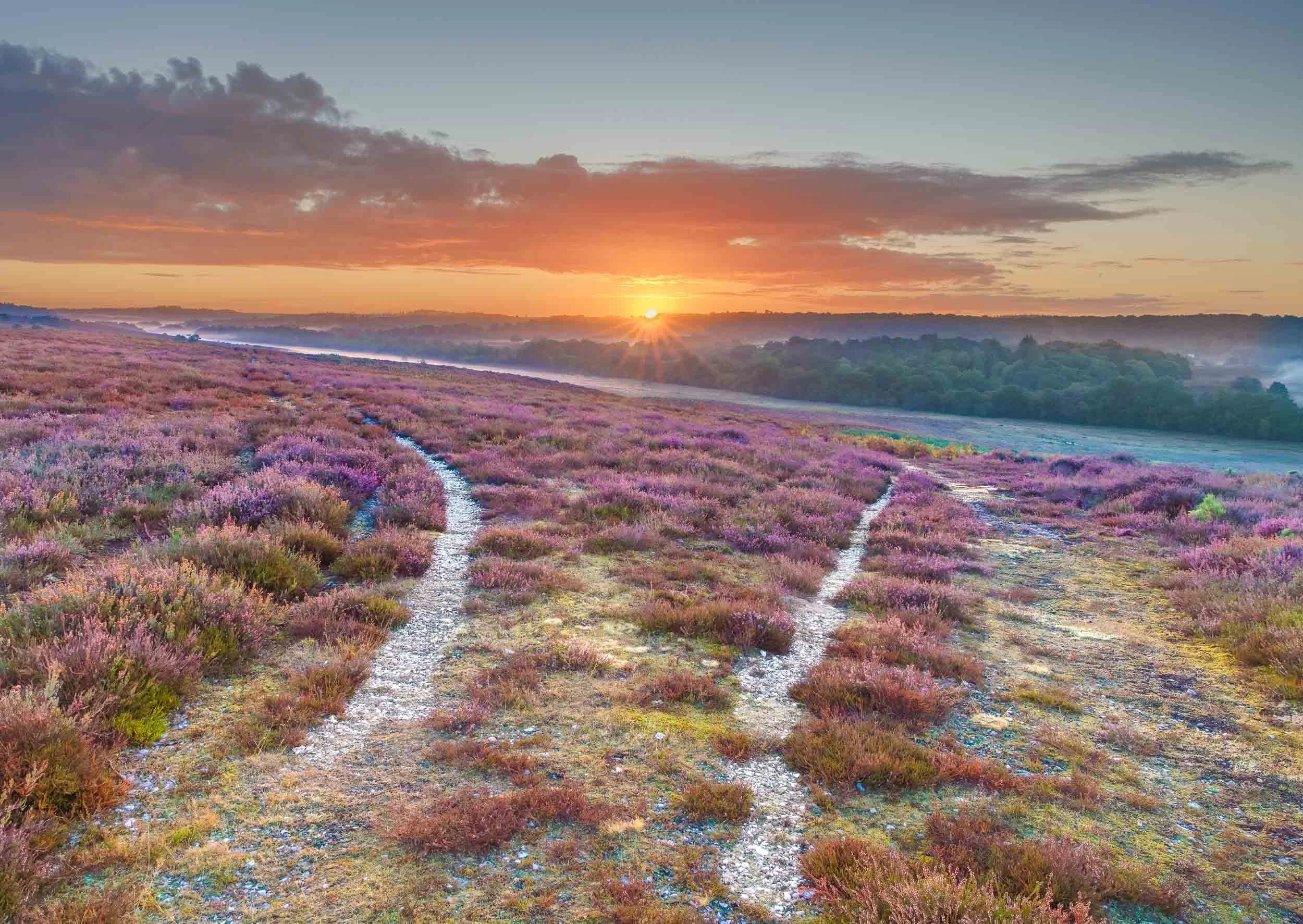 Heather-hillside-sunrise-new-forest Andy Tait photography.jpg