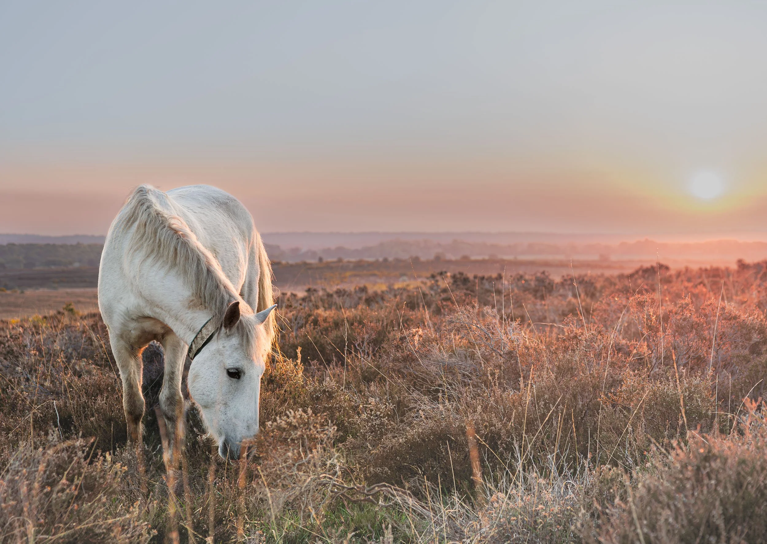 Pony Glow - Hincheslea Moor